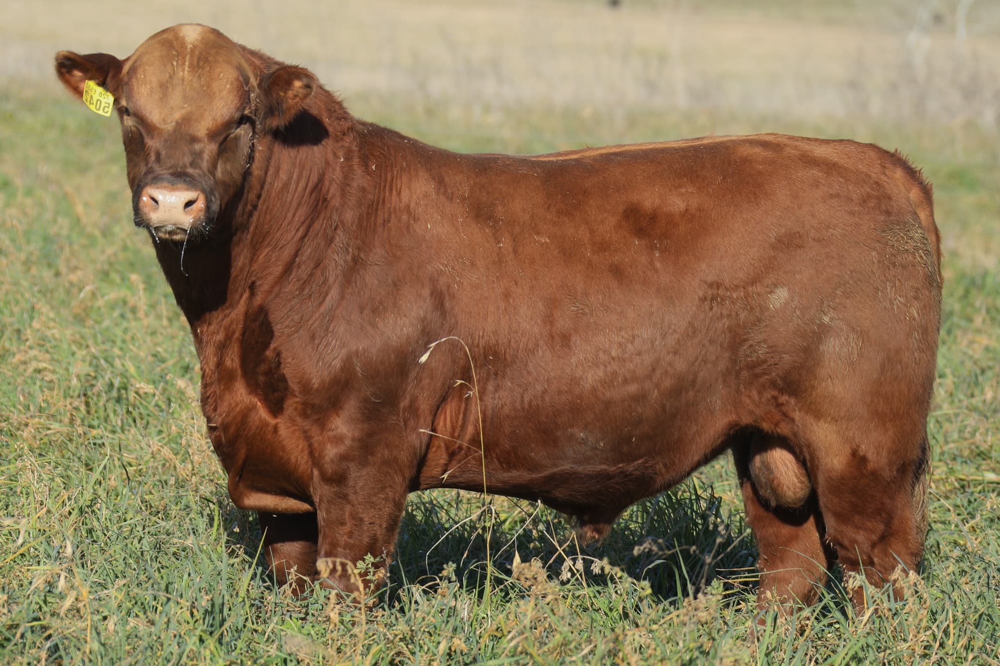 Toro RP 5042