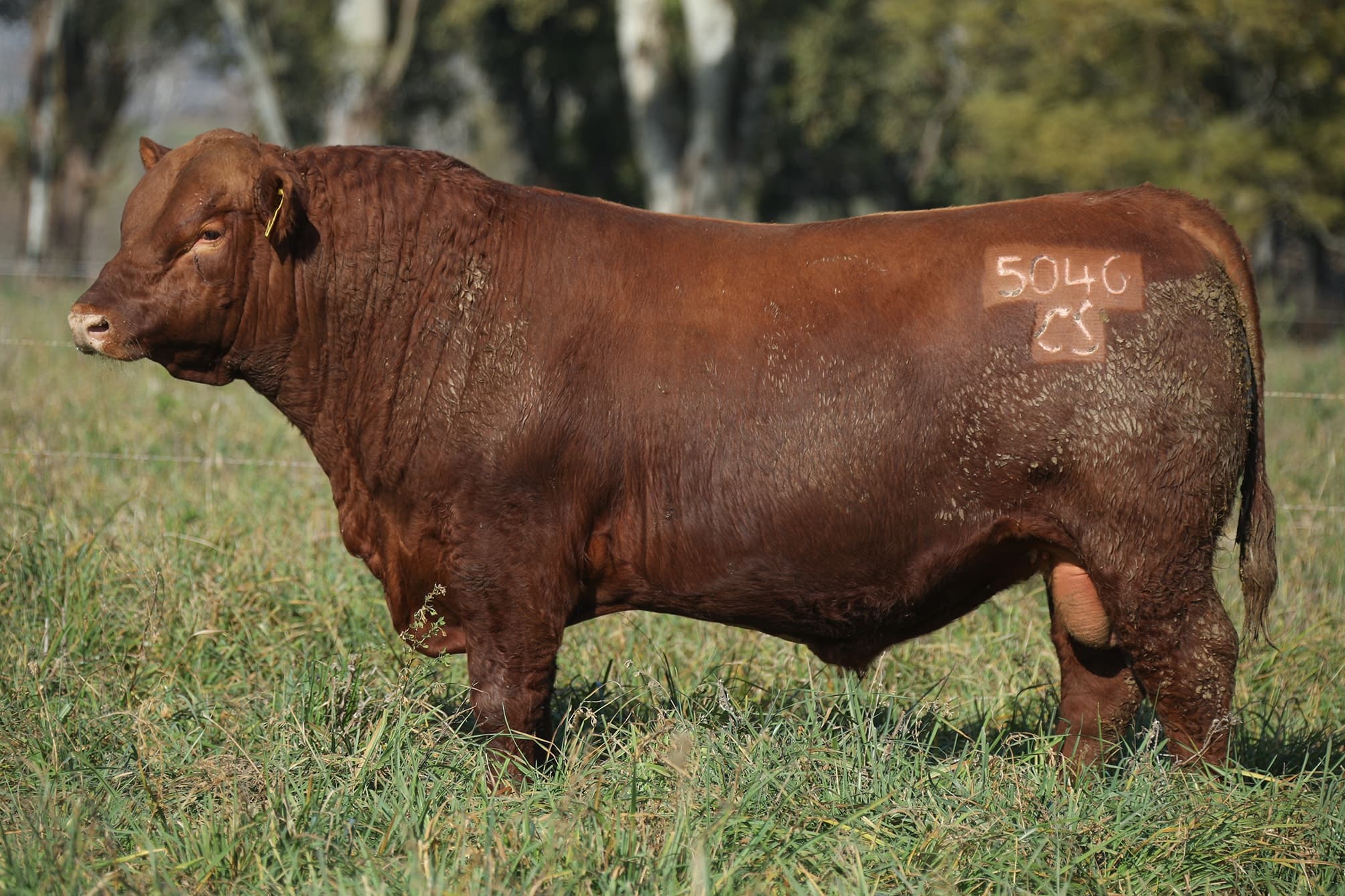 Toro RP 5046