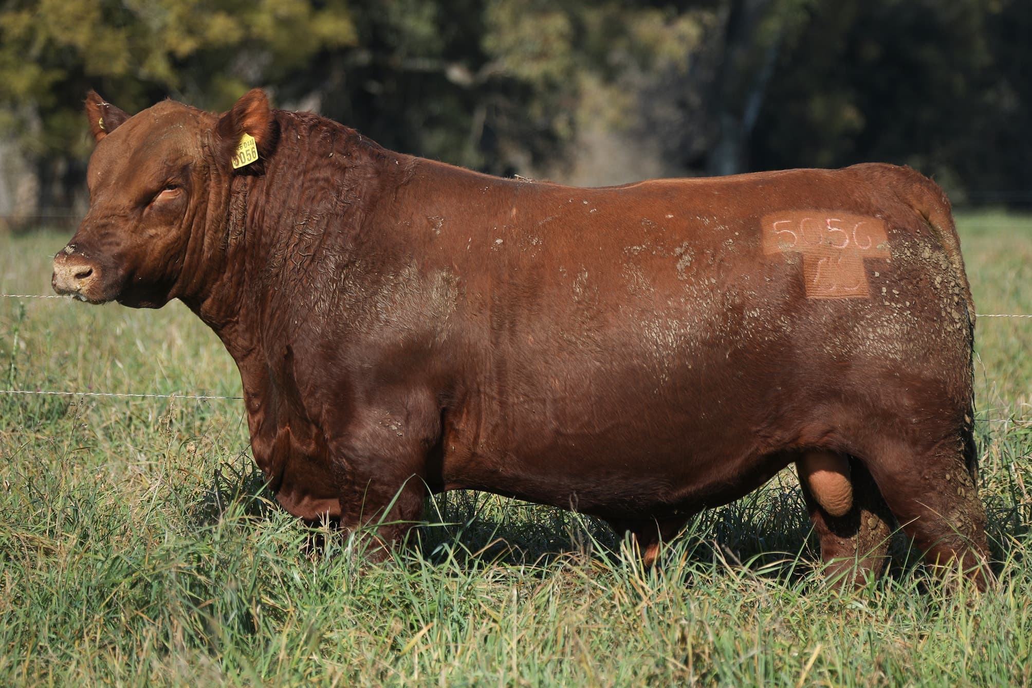 Toro RP 5056