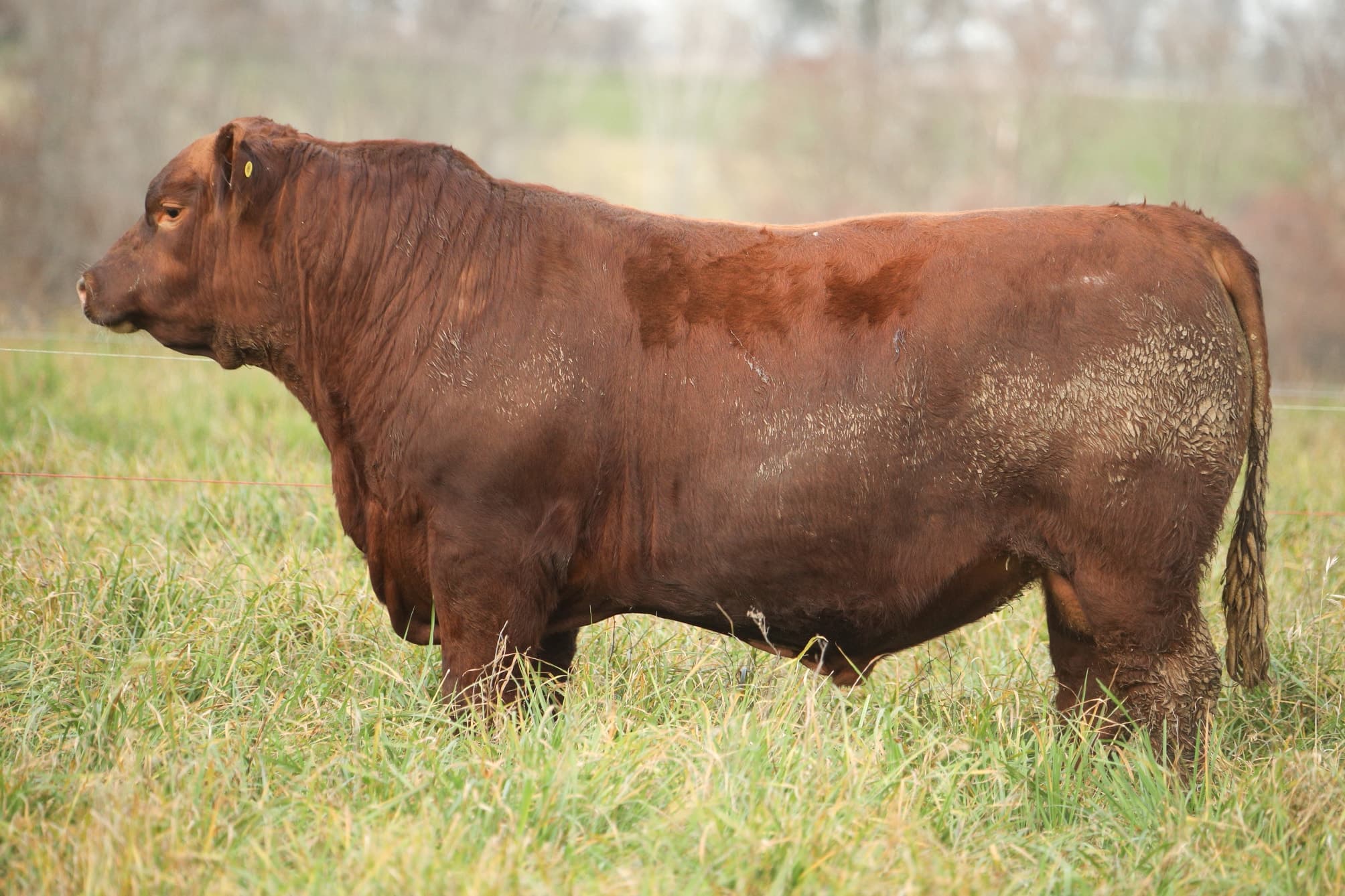 Toro RP 5062