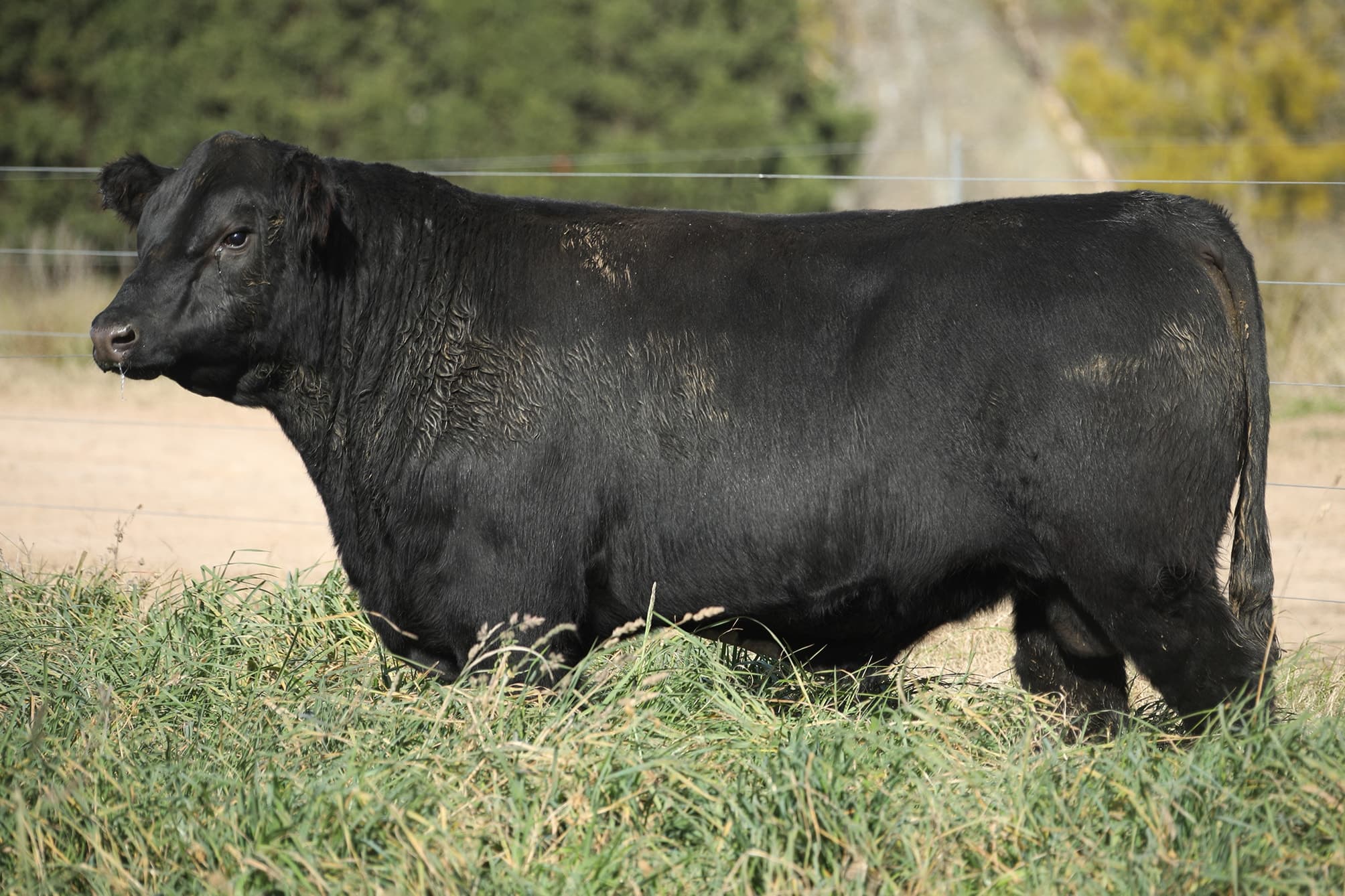 Toro RP 5068