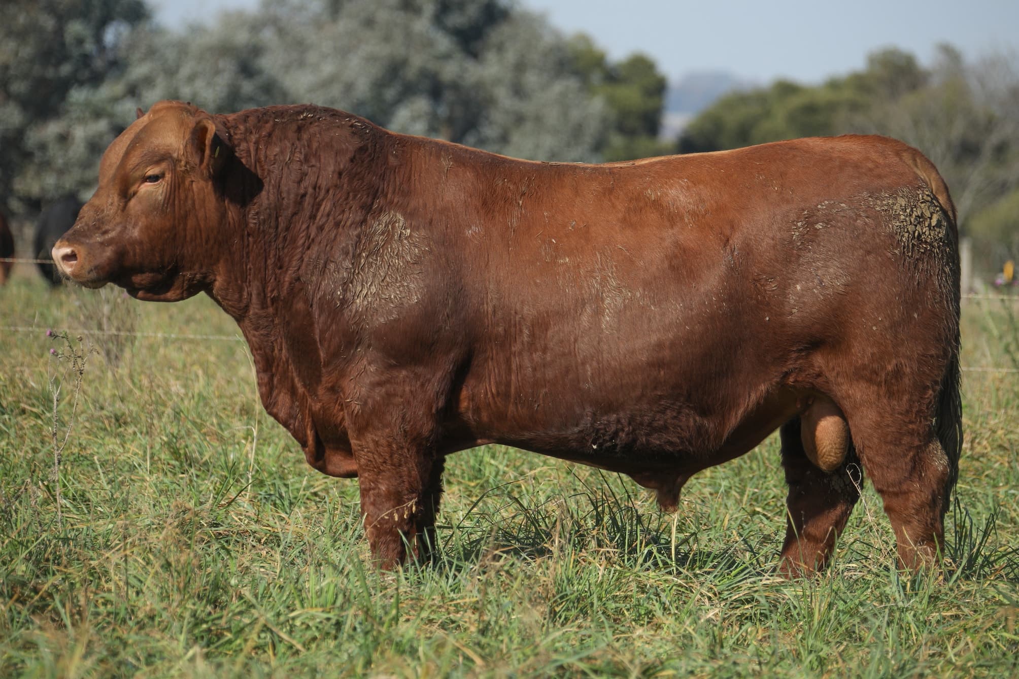 Toro RP 5072