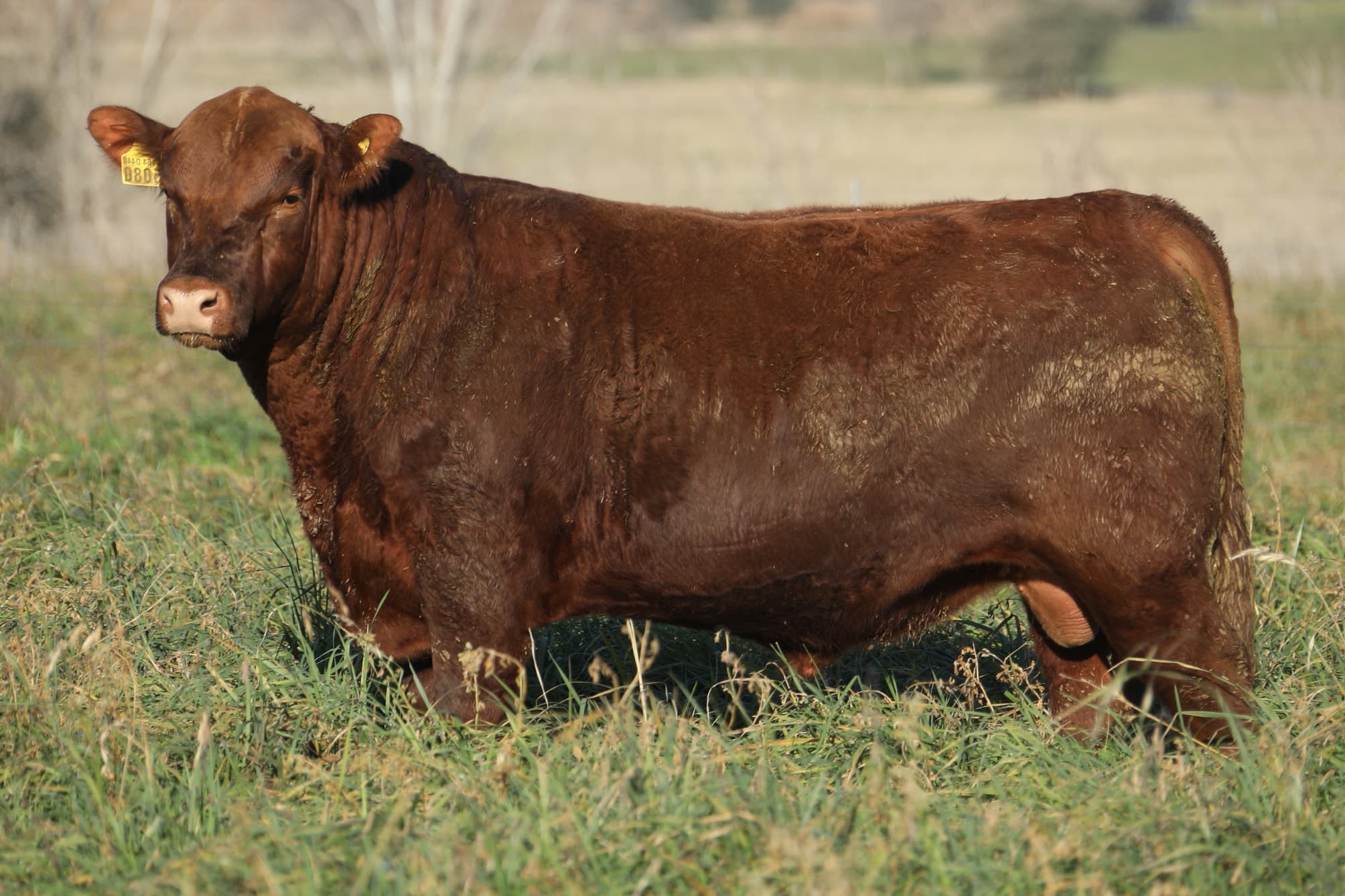 Toro RP 5080