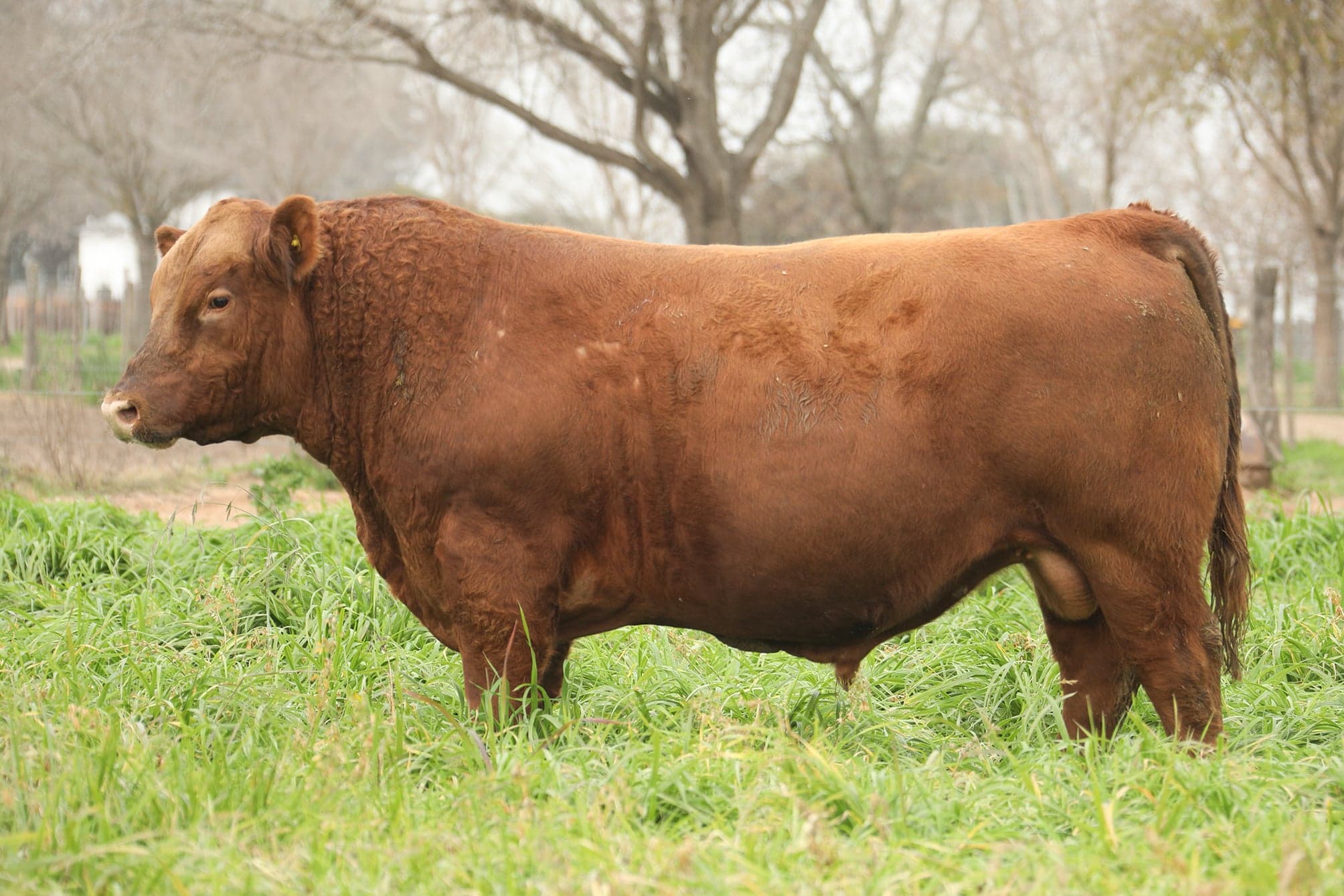 Toro RP 5088