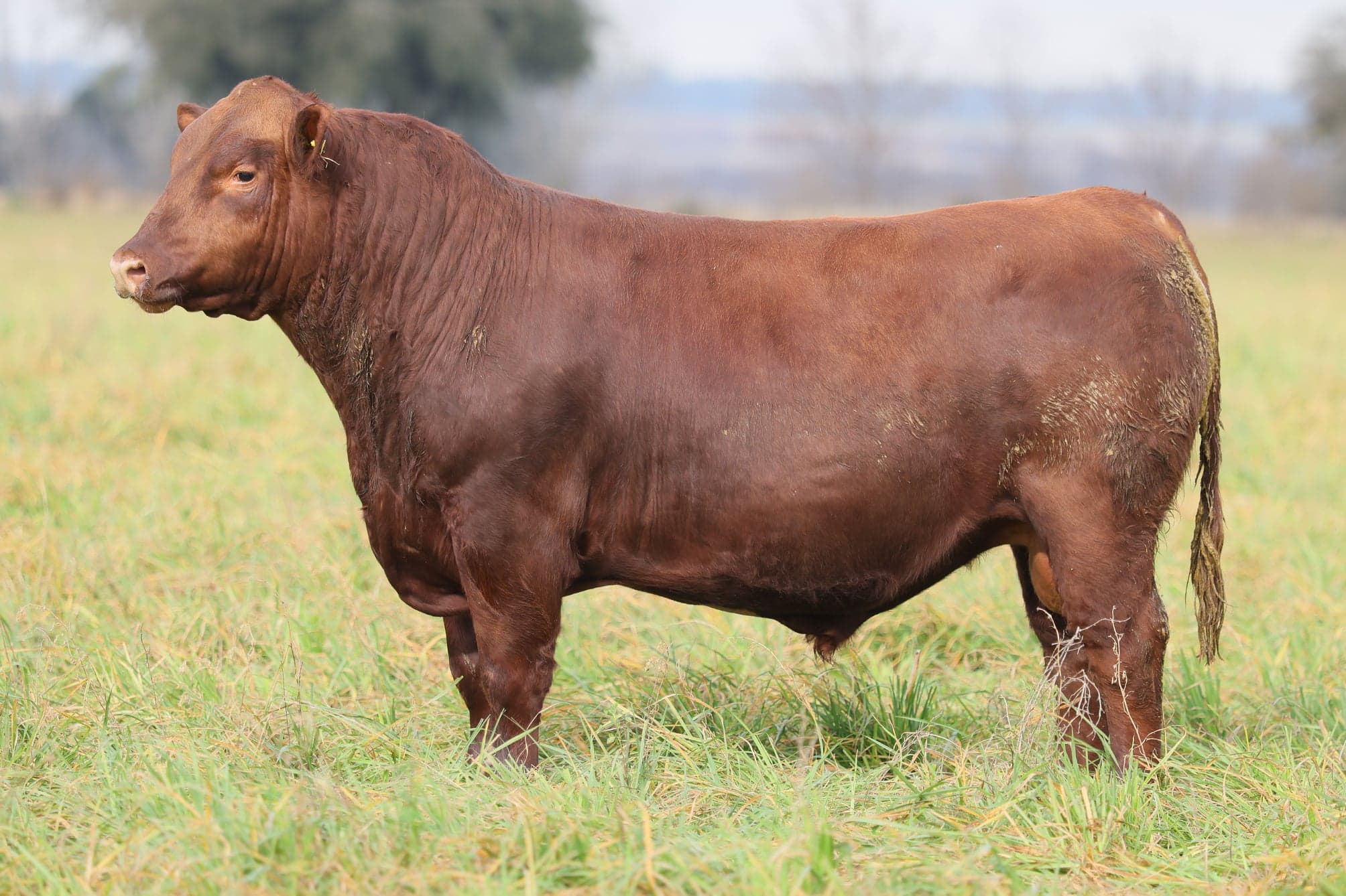 Toro RP 5096
