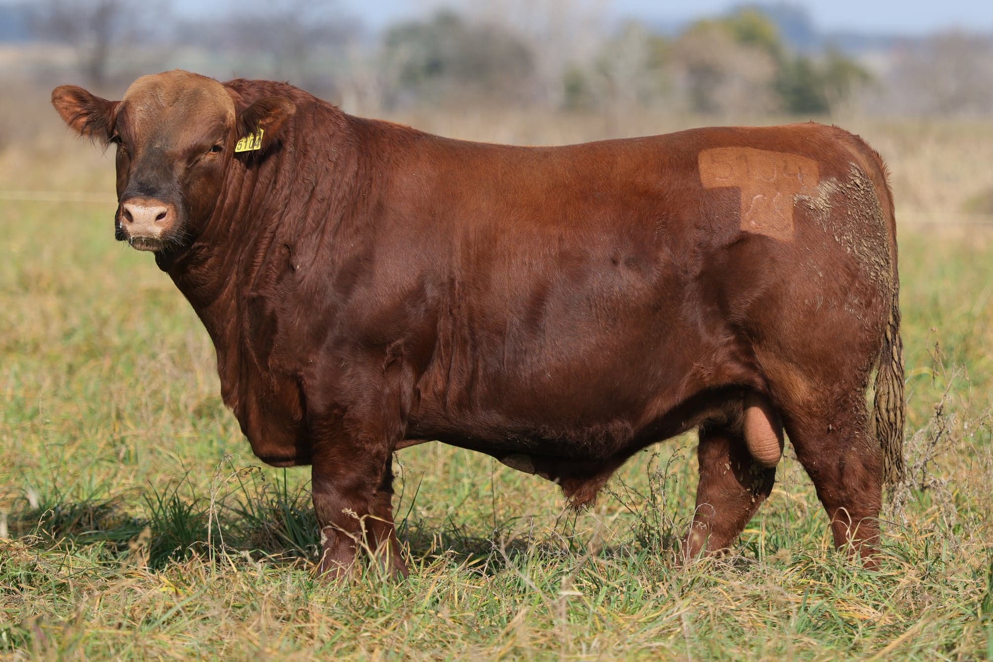 Toro RP 5104