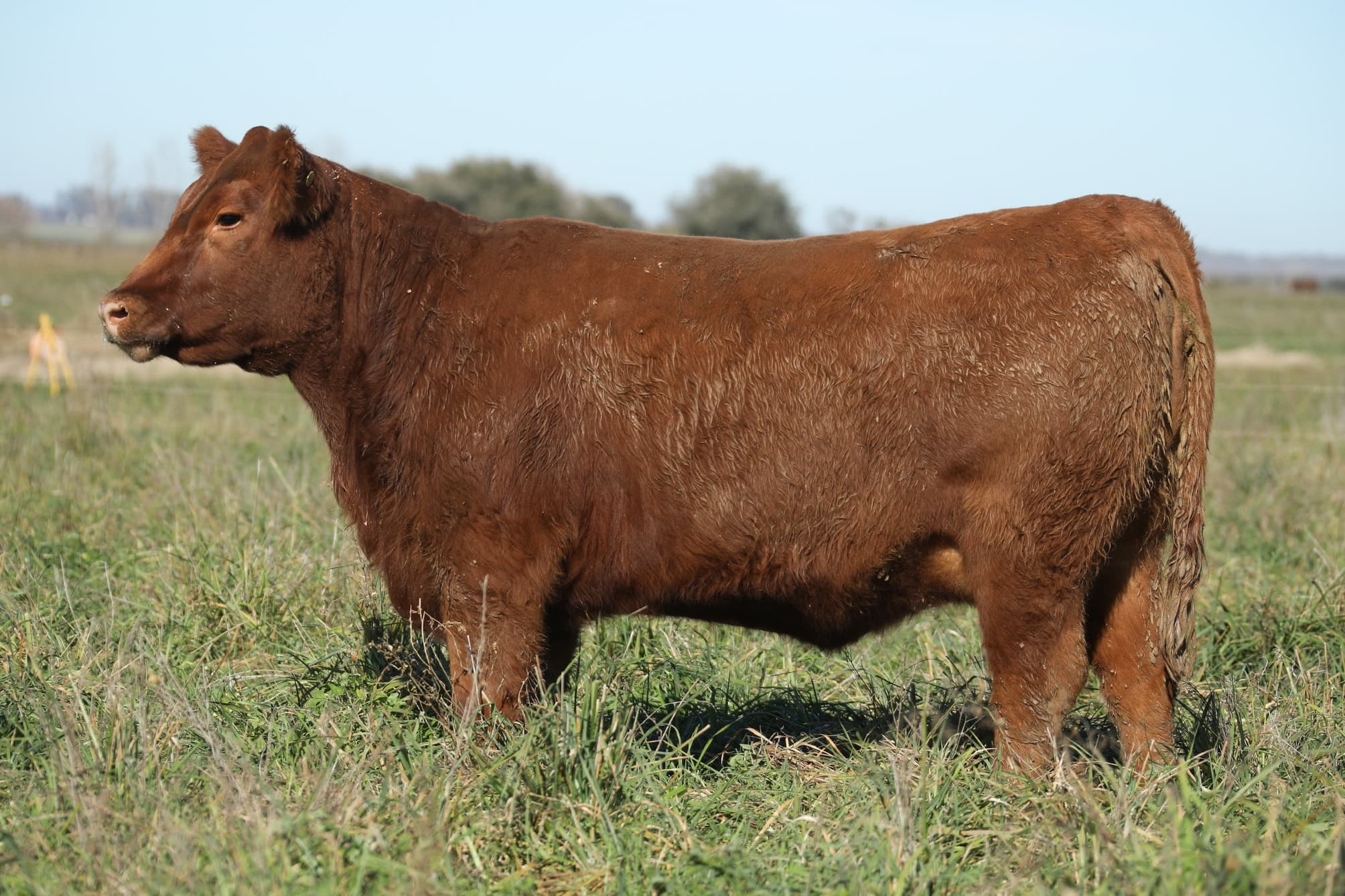 Vaquillona RP 5107