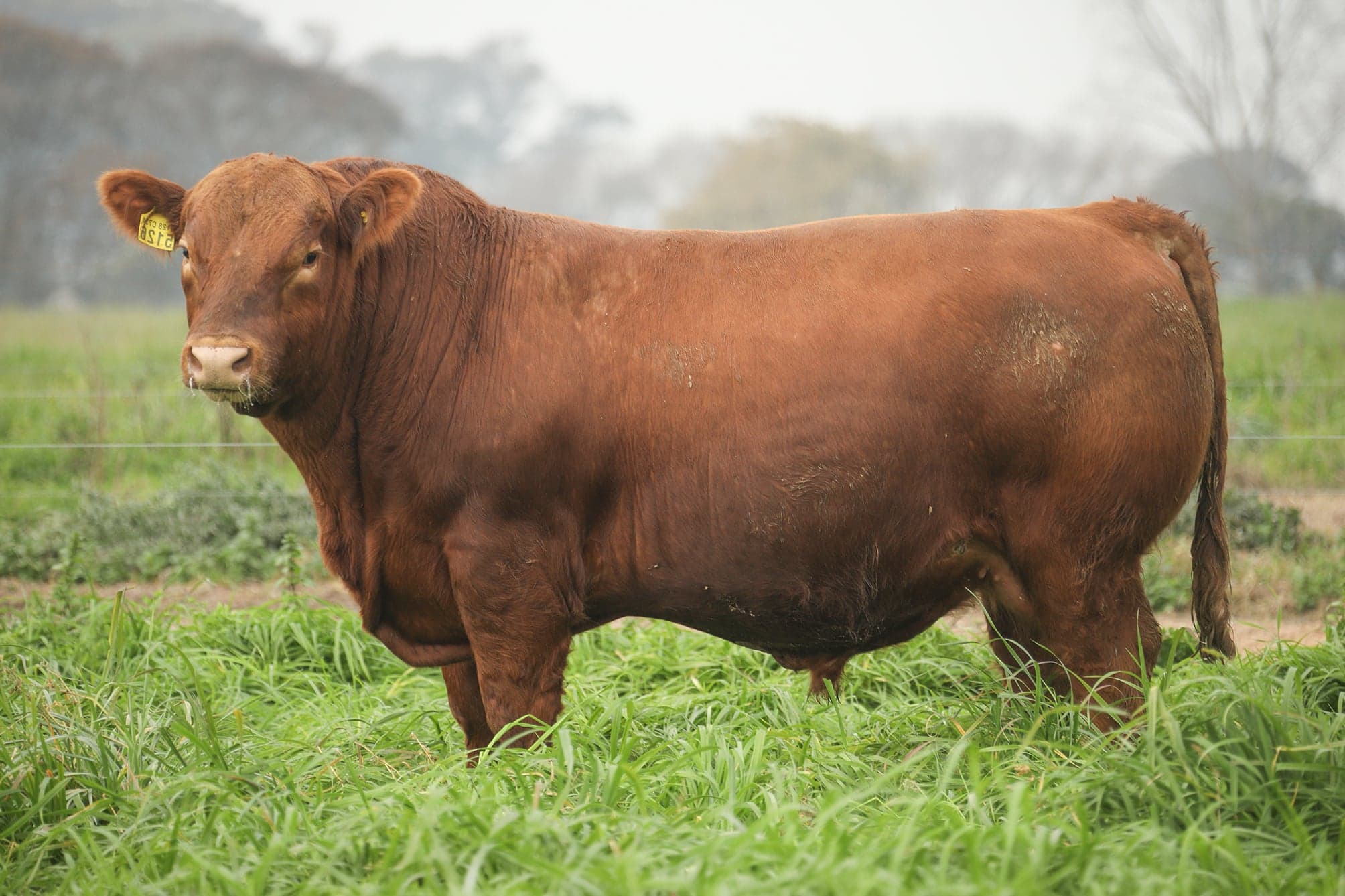 Toro RP 5126