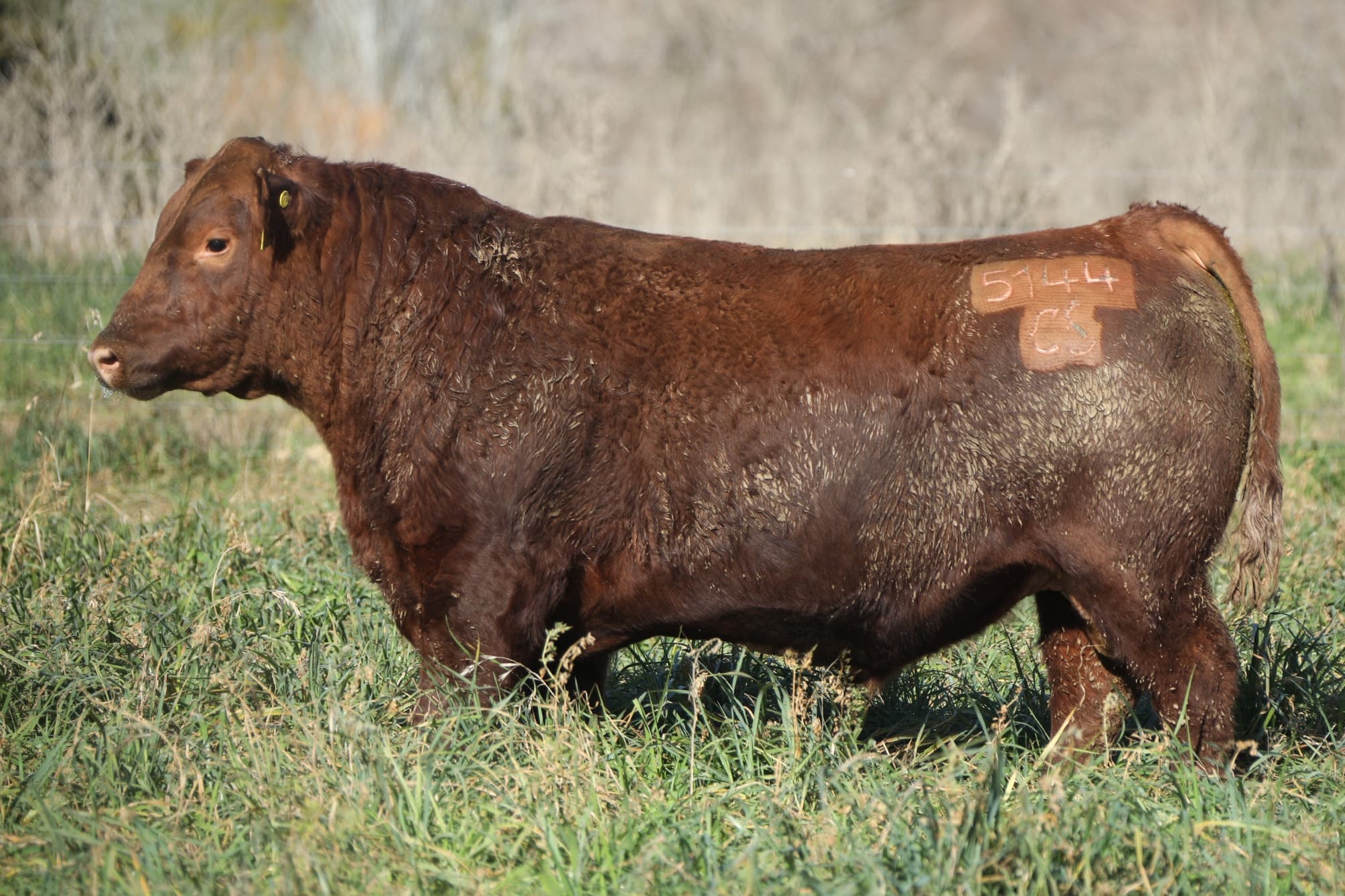 Toro RP 5144