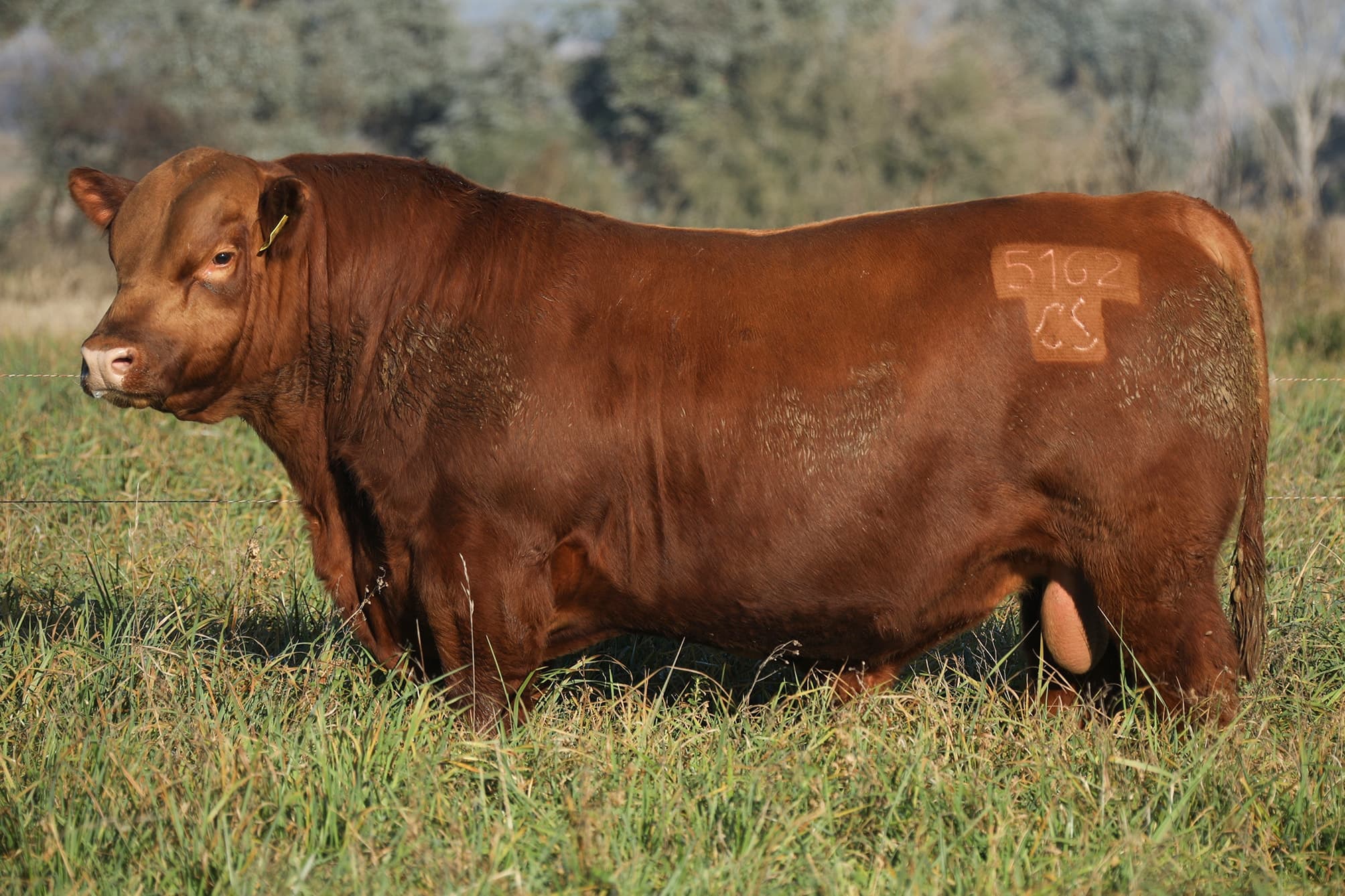 Toro RP 5162