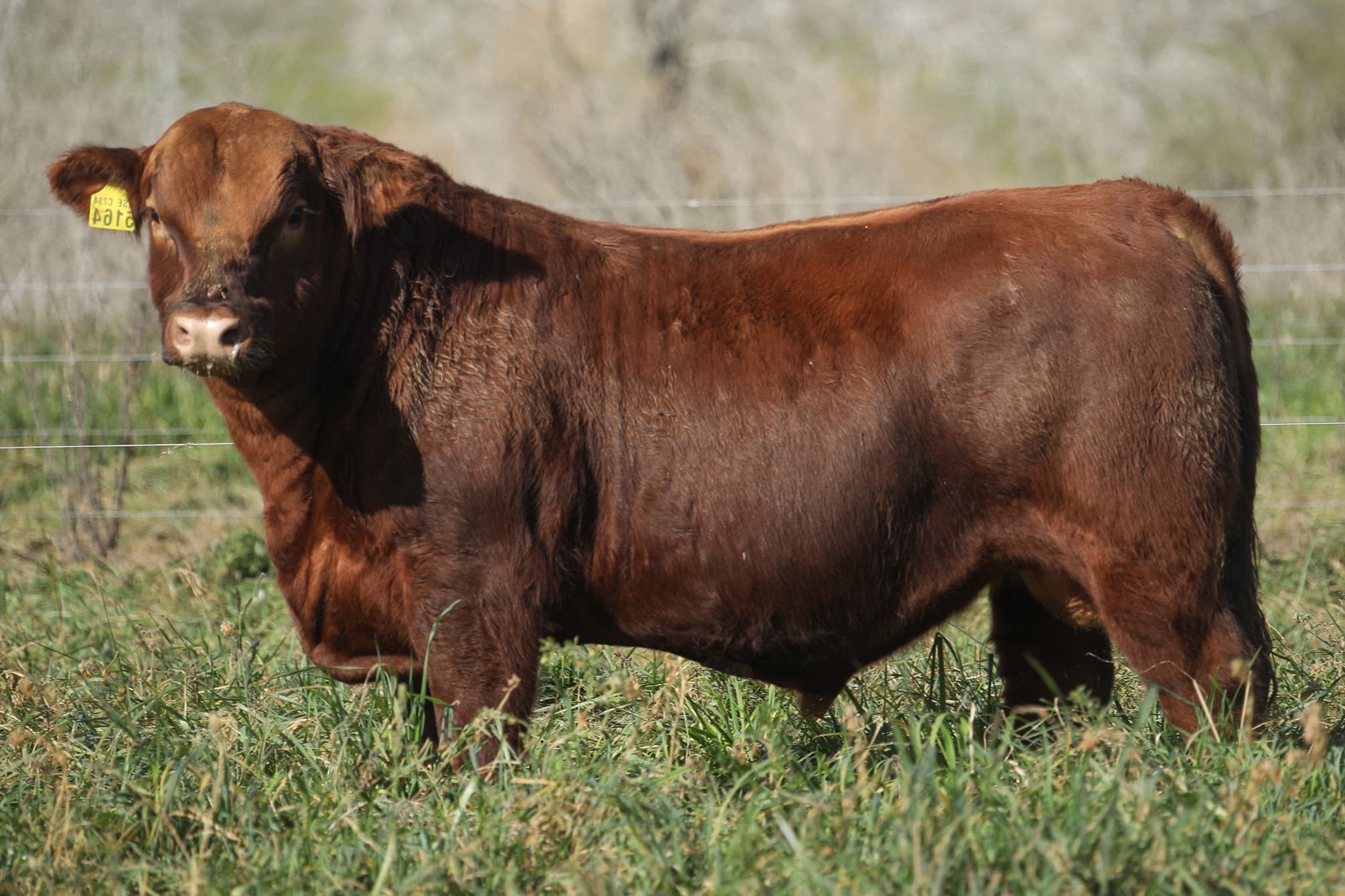 Toro RP 5164