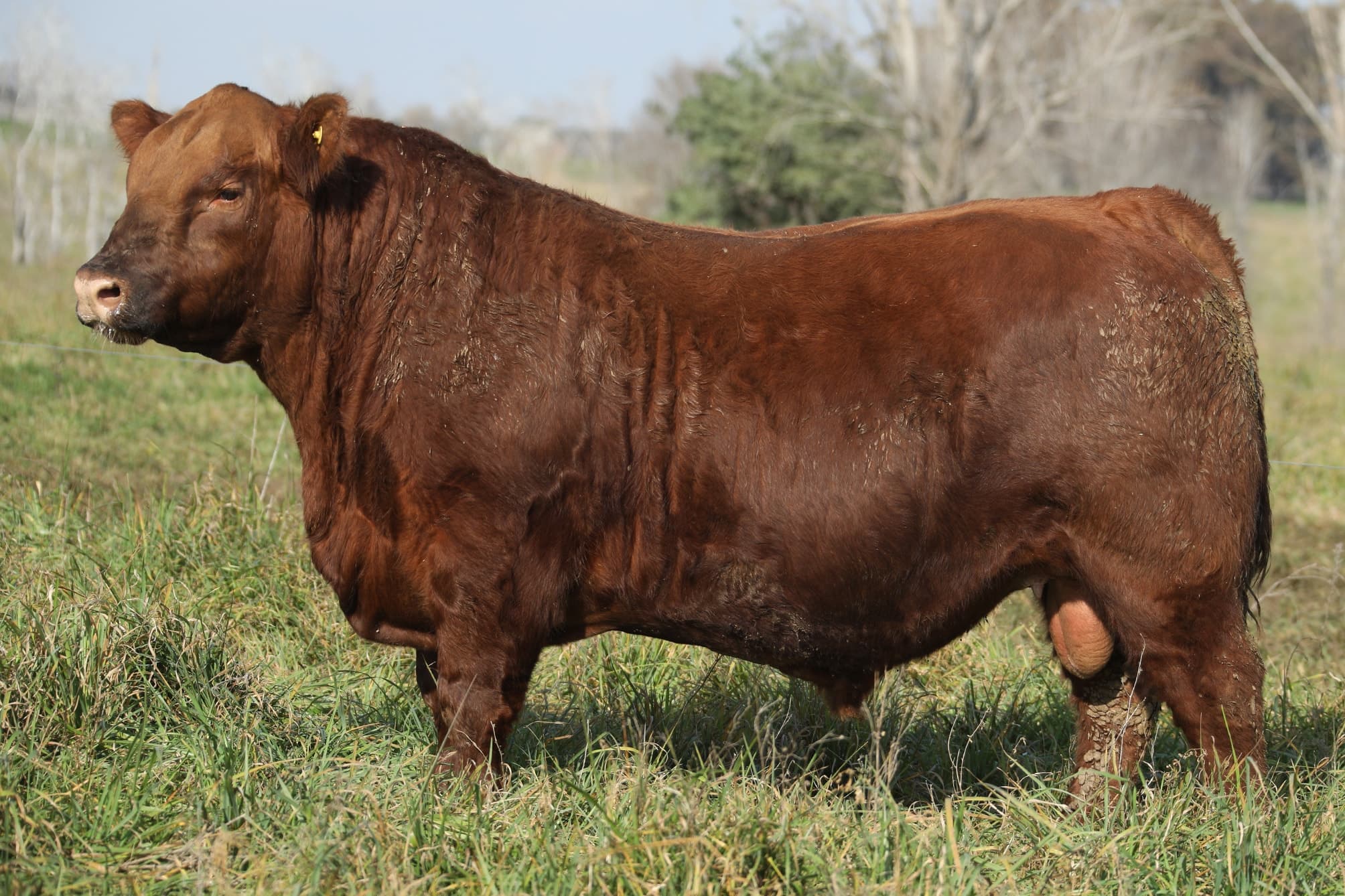 Toro RP 5170