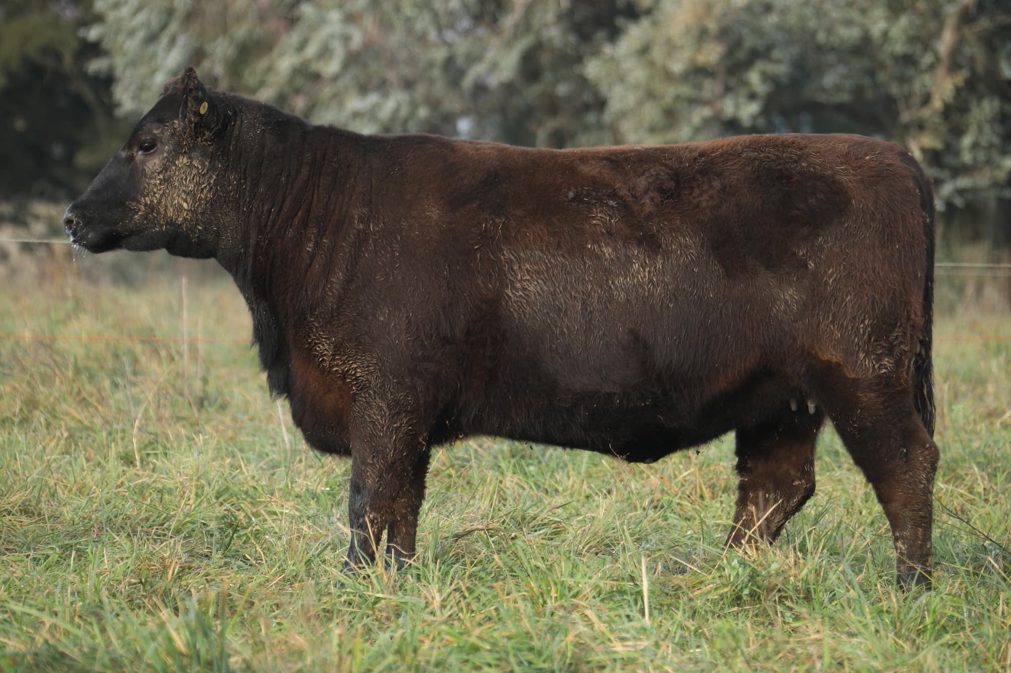 Vaquillona RP 5177