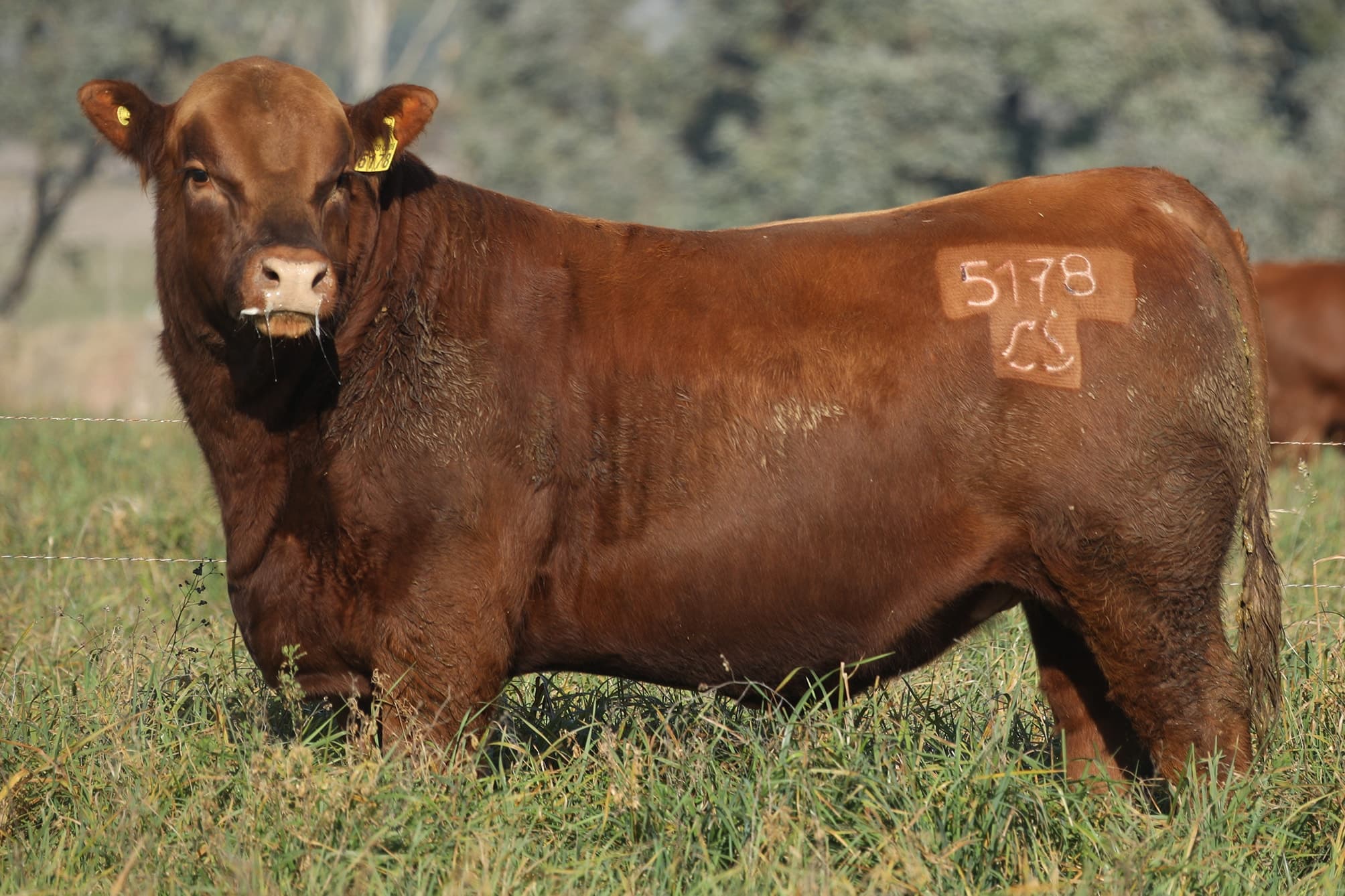 Toro RP 5178