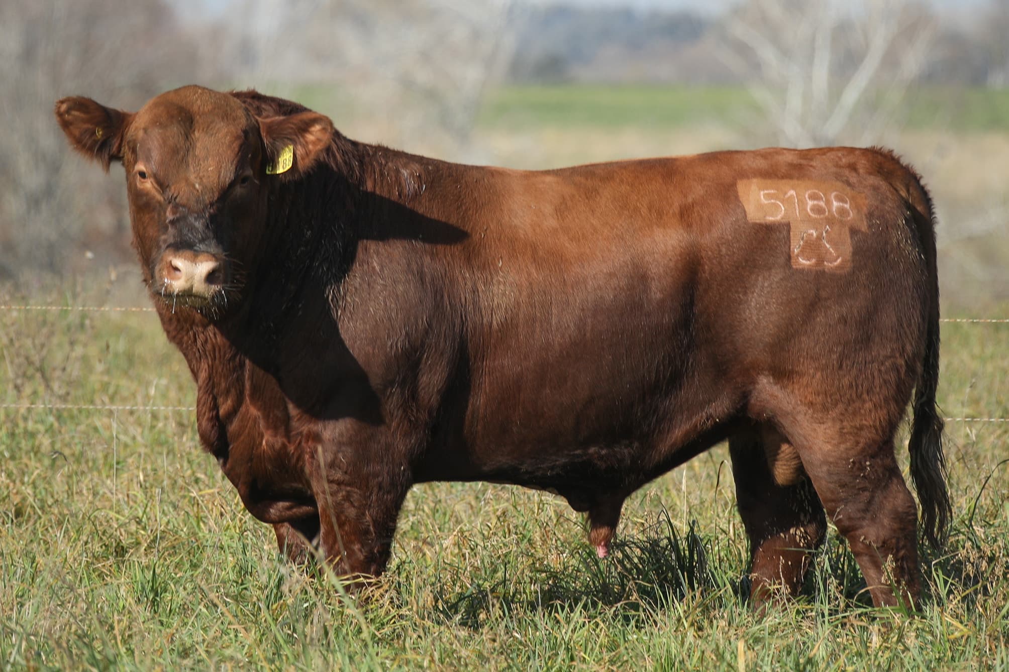 Toro RP 5188