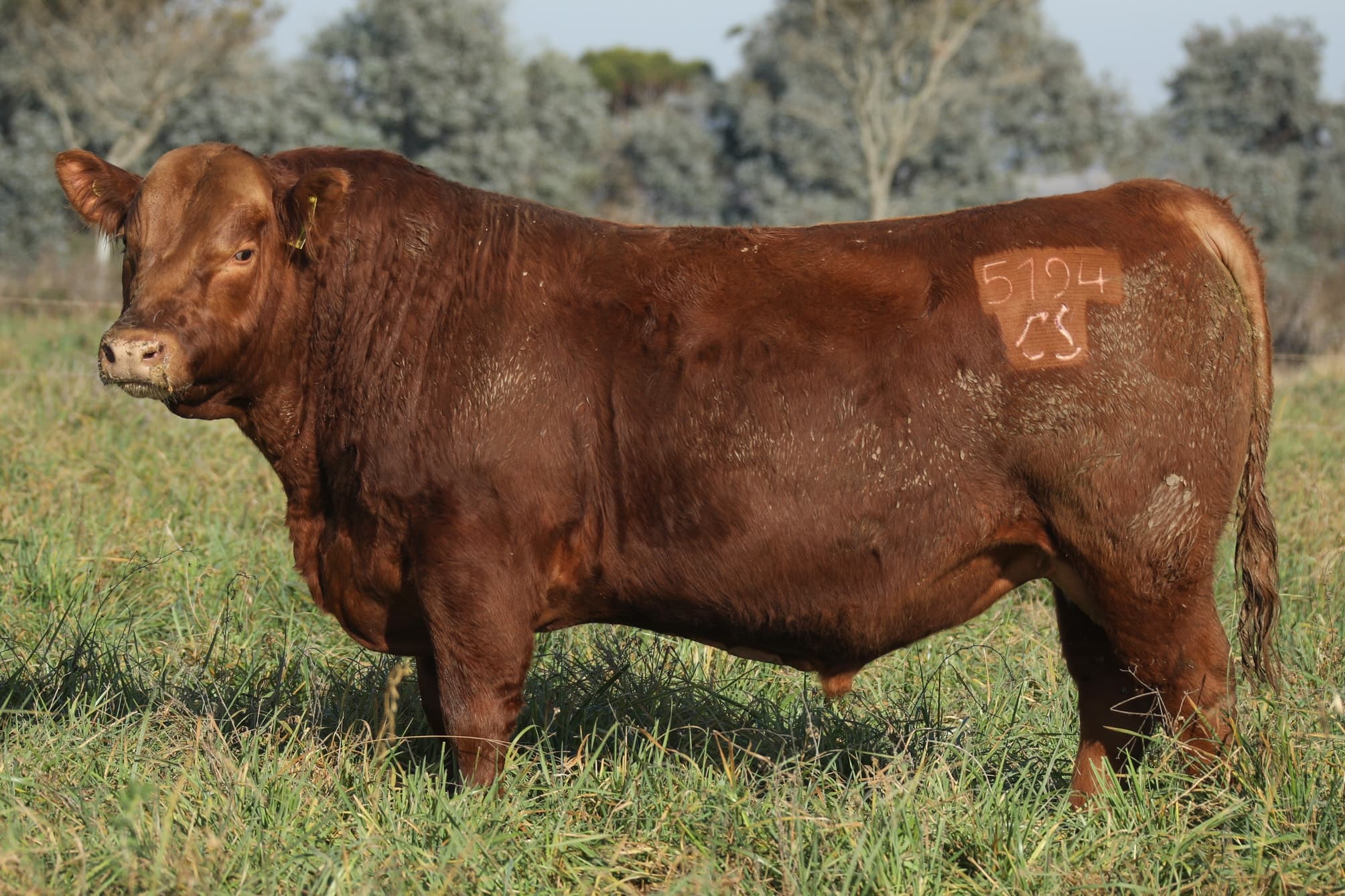 Toro RP 5194