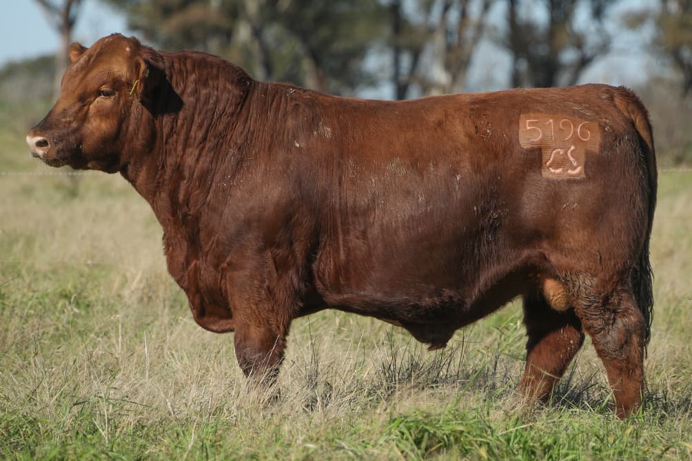 Toro RP 5196