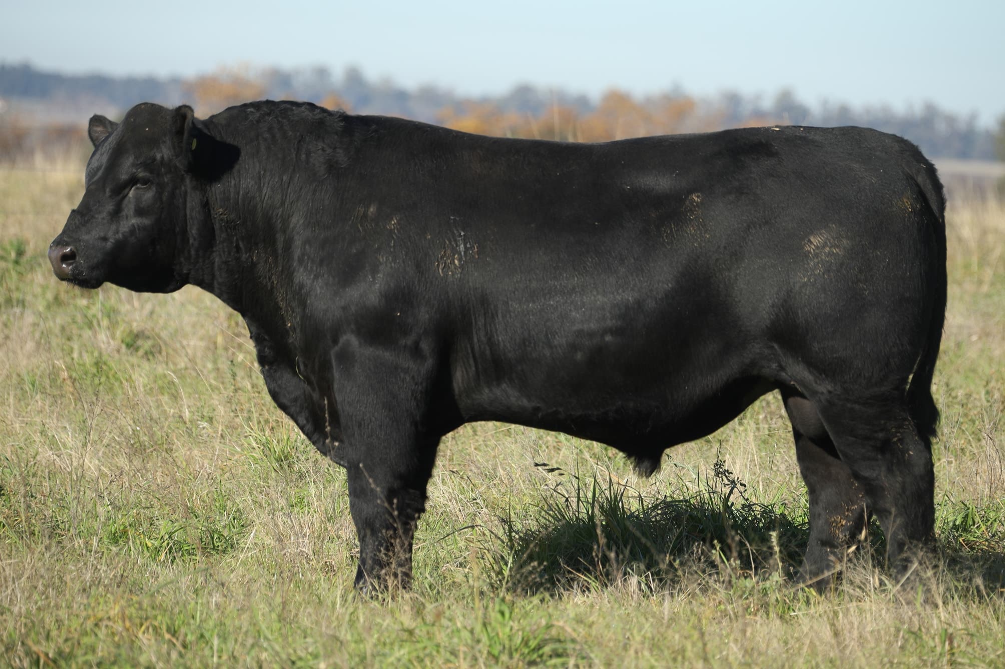 Toro RP 5220
