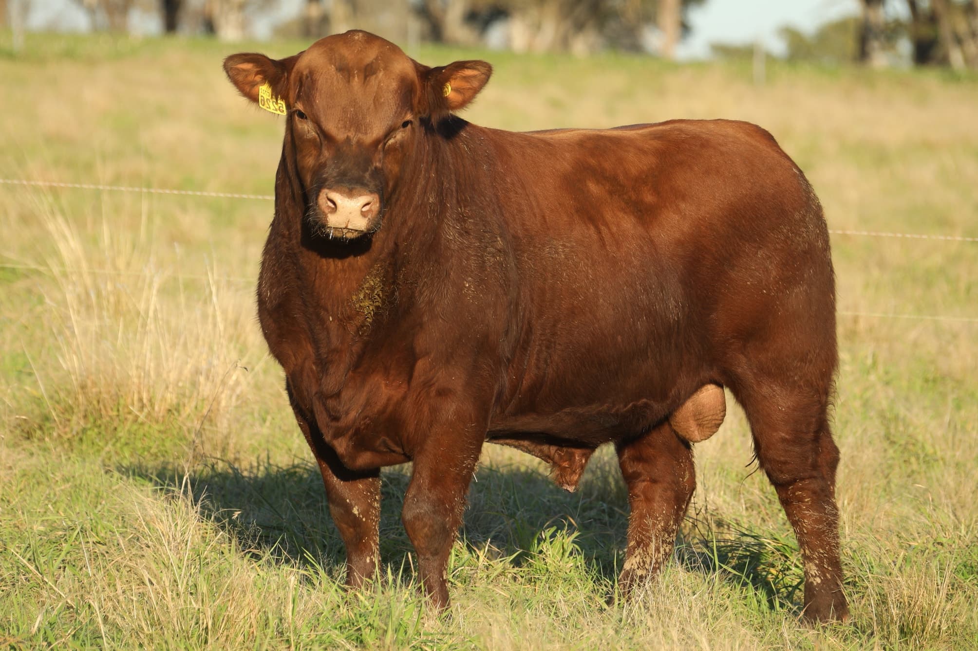 Toro RP 5226