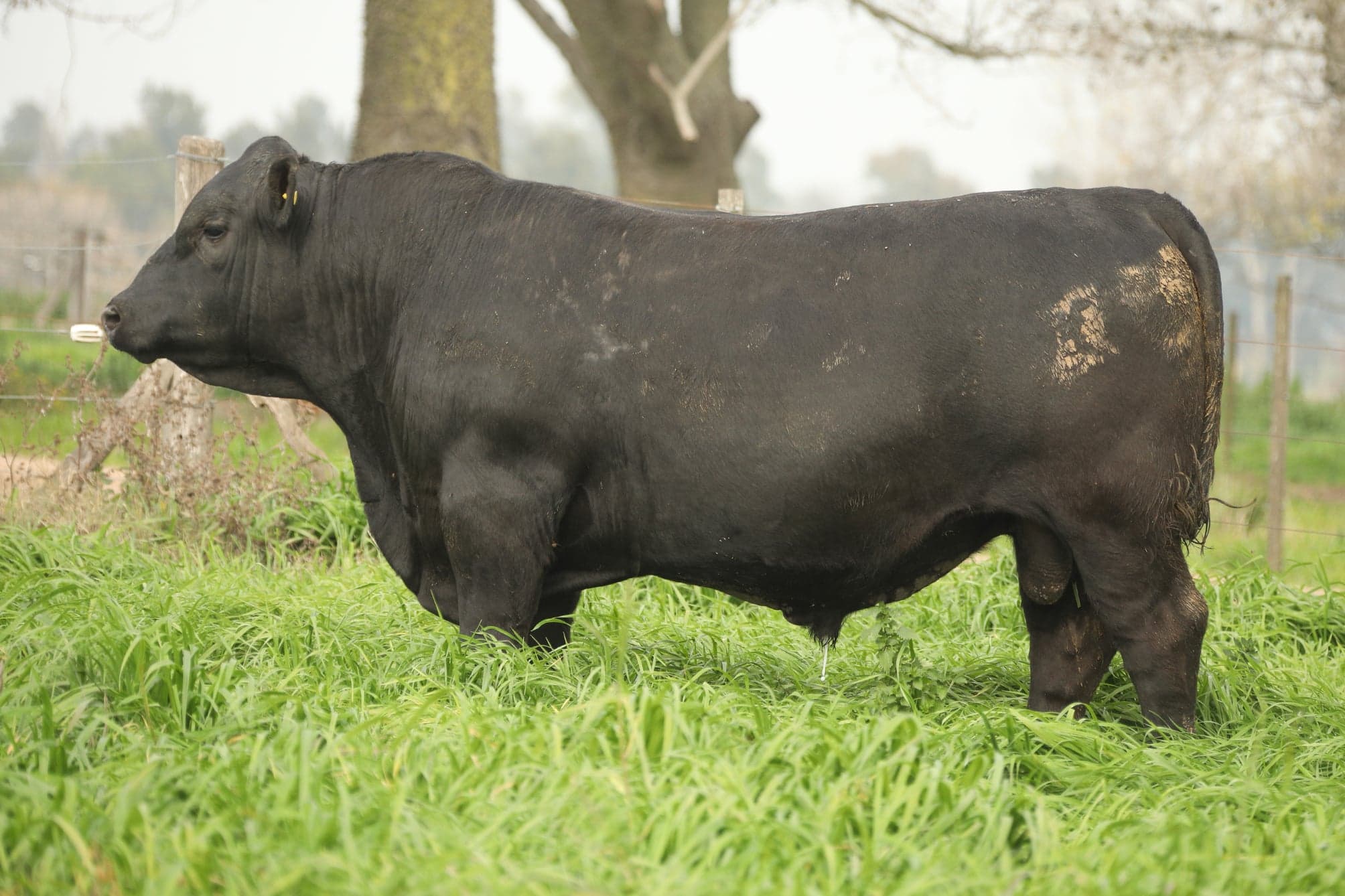 Toro RP 5228