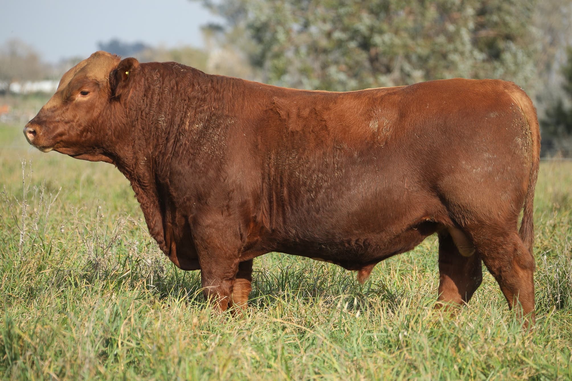 Toro RP 5244