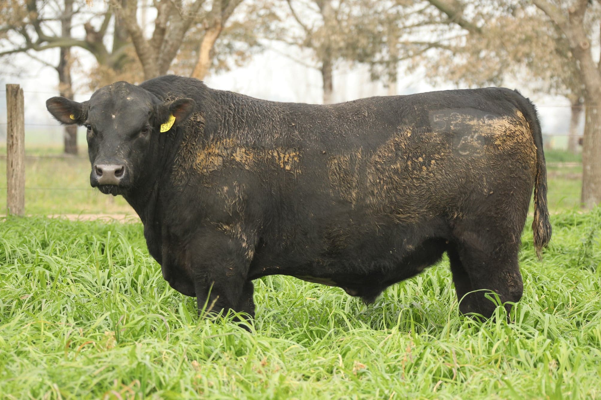 Toro RP 5248