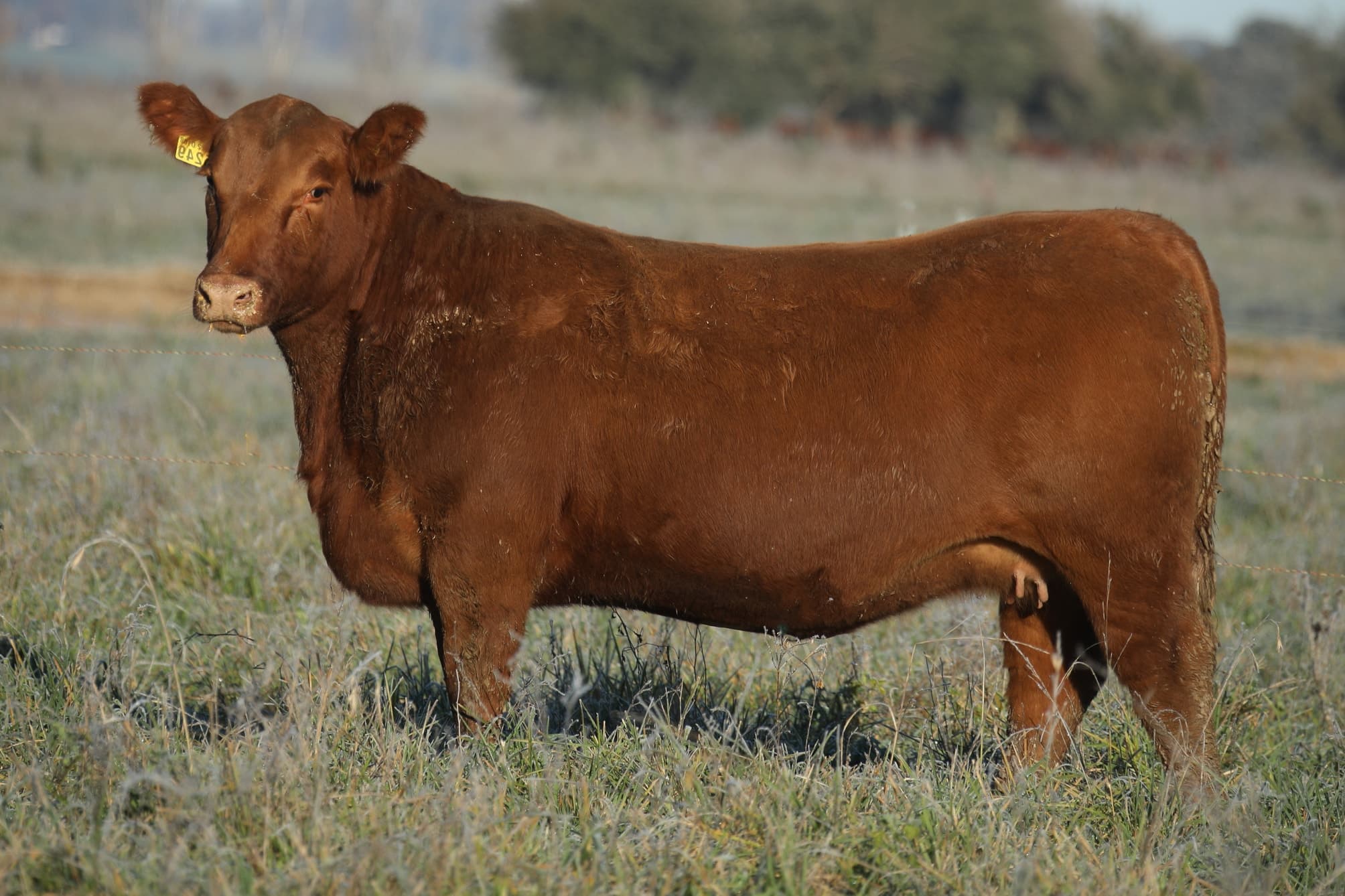 Vaquillona RP 5249