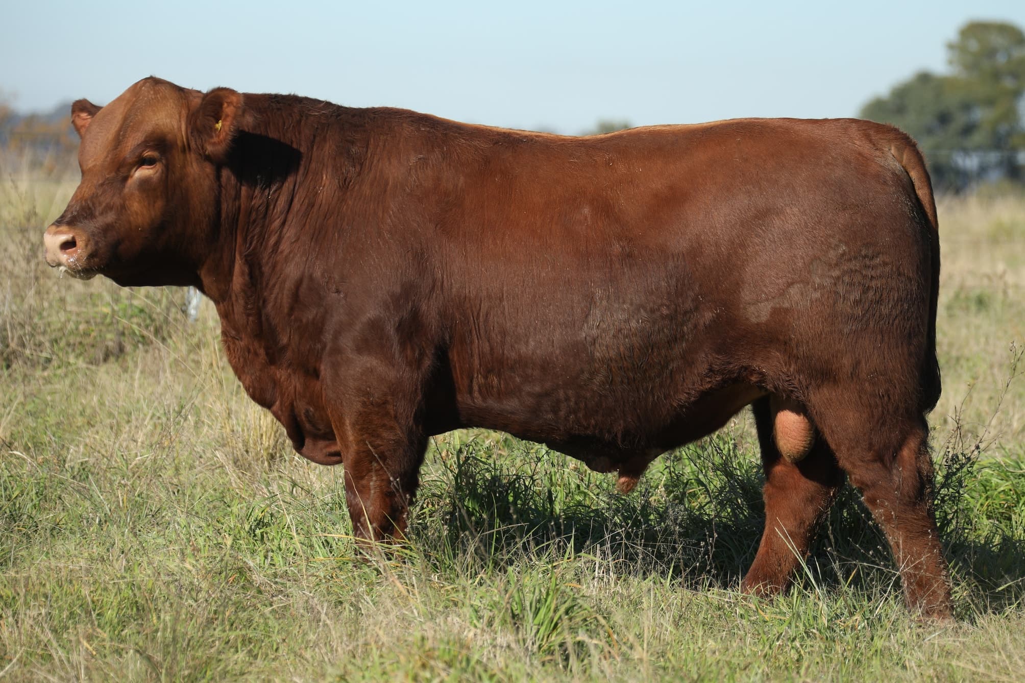 Toro RP 5260