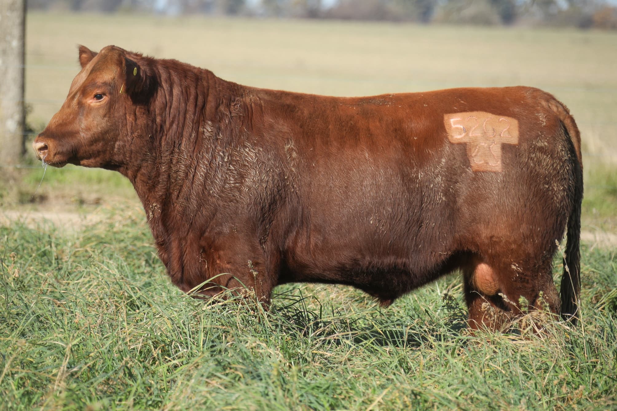 Toro RP 5262