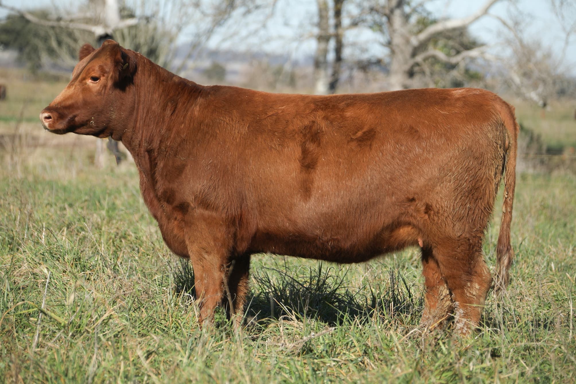 Vaquillona RP 5269