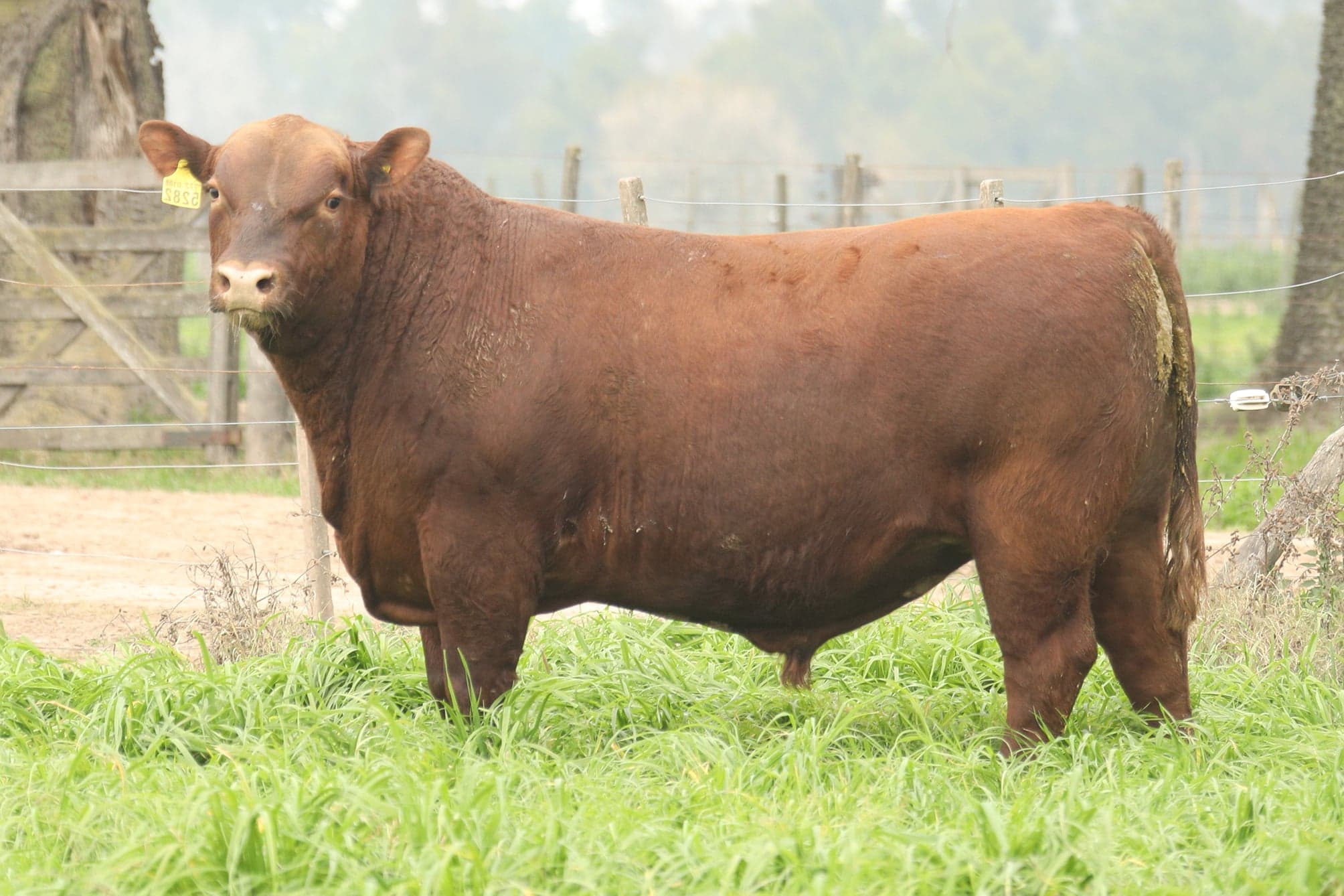 Toro RP 5282