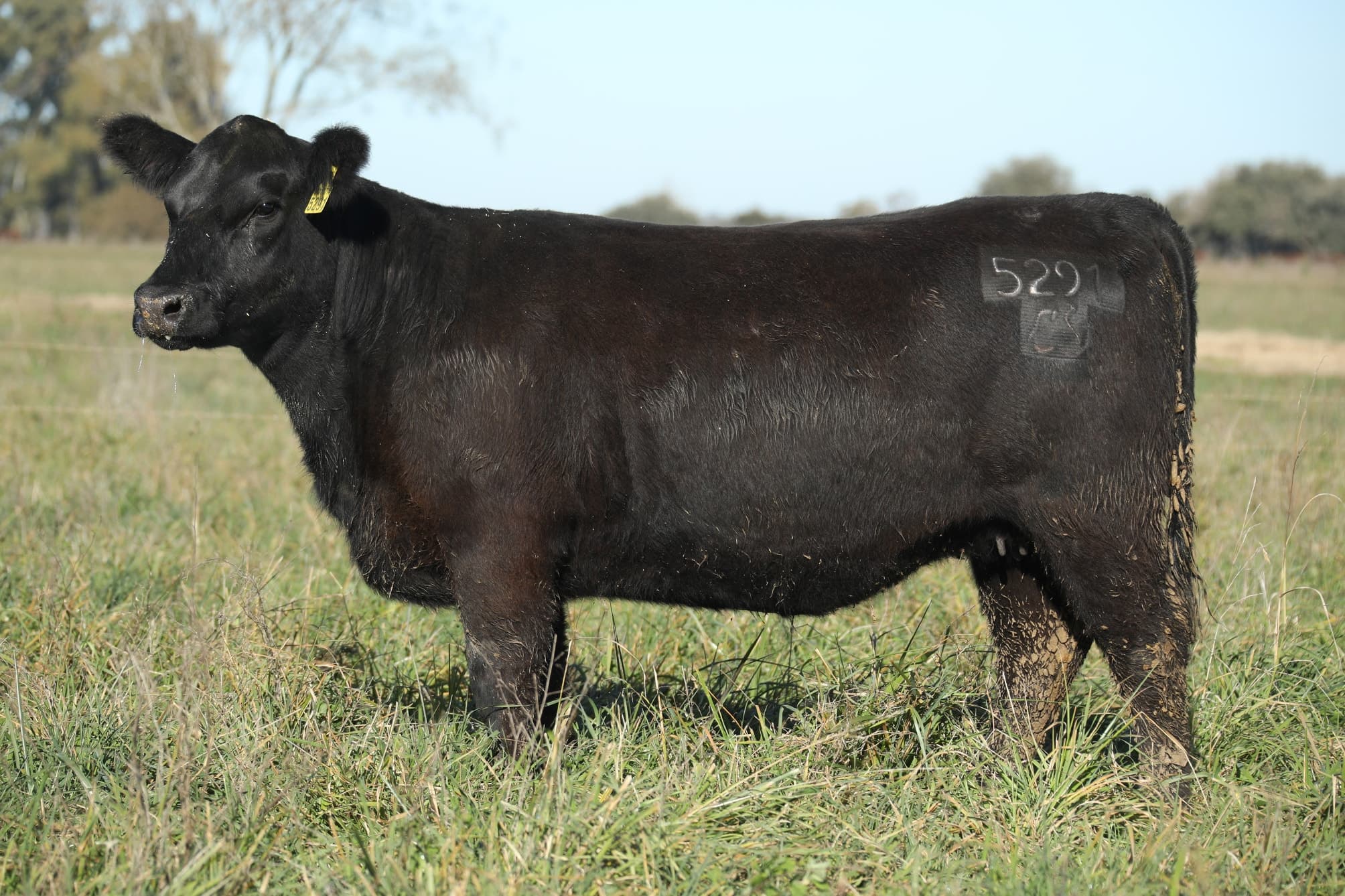 Vaquillona RP 5291