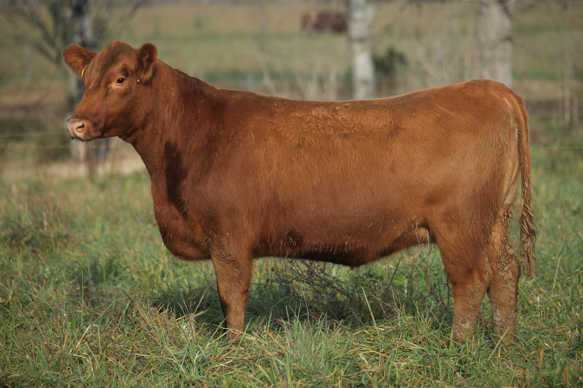 Vaquillona RP 5297