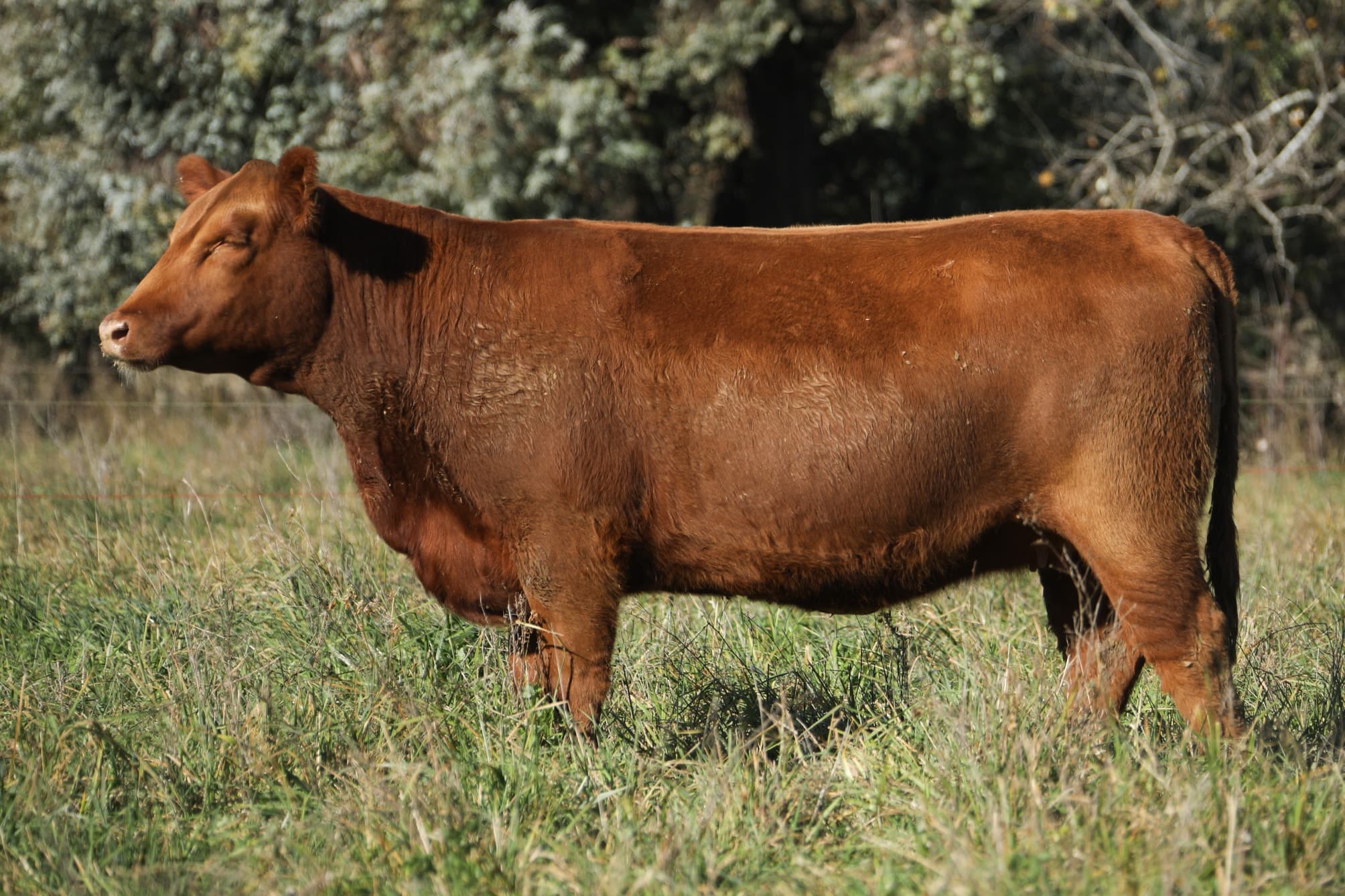 Vaquillona RP 5317