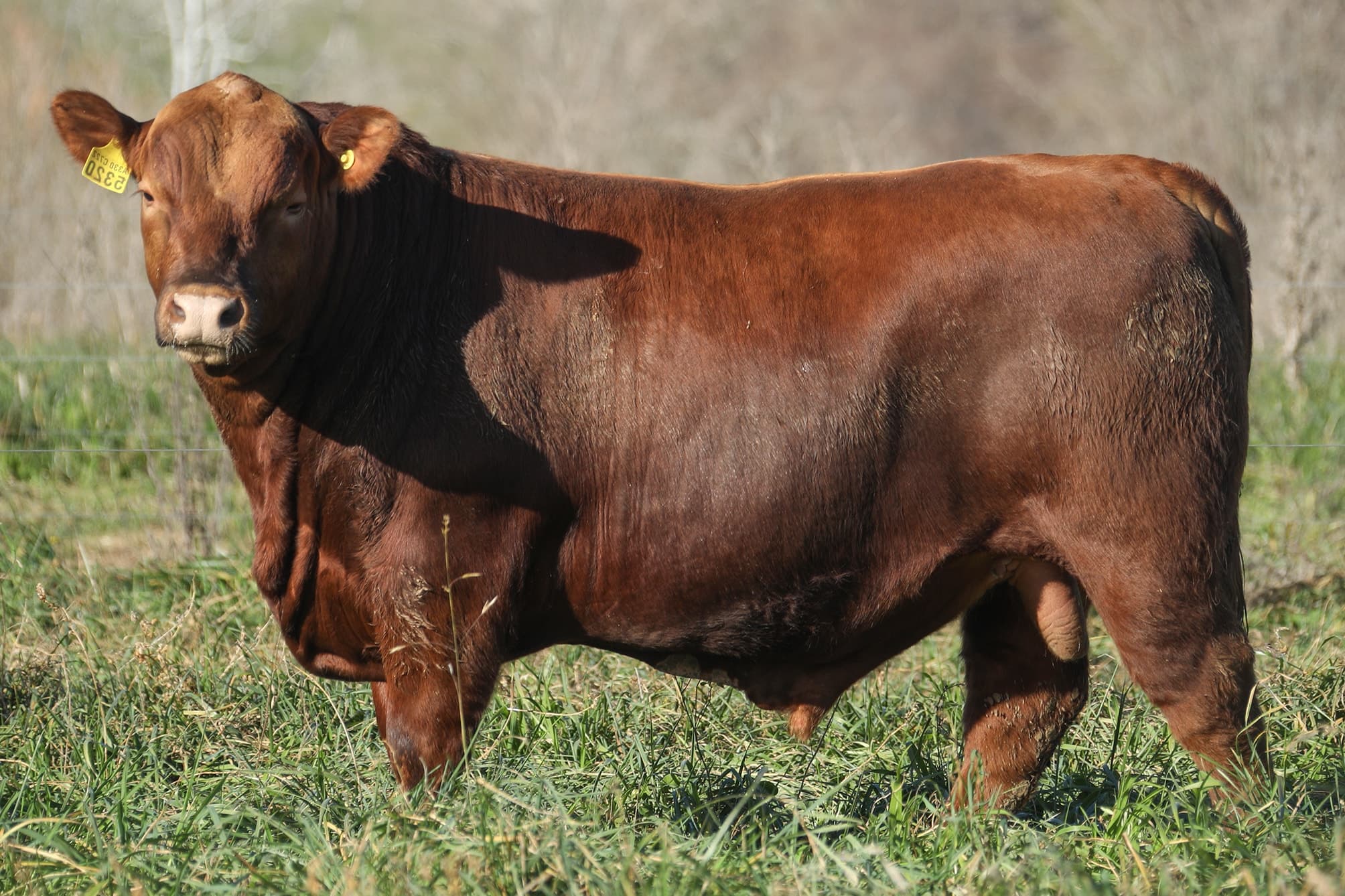 Toro RP 5320