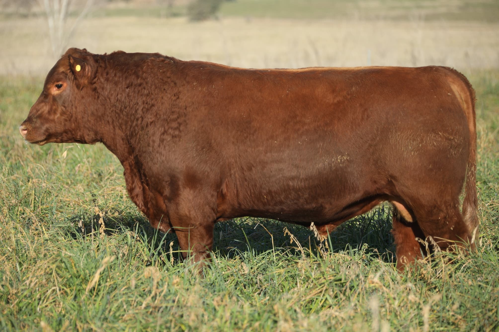 Toro RP 5330