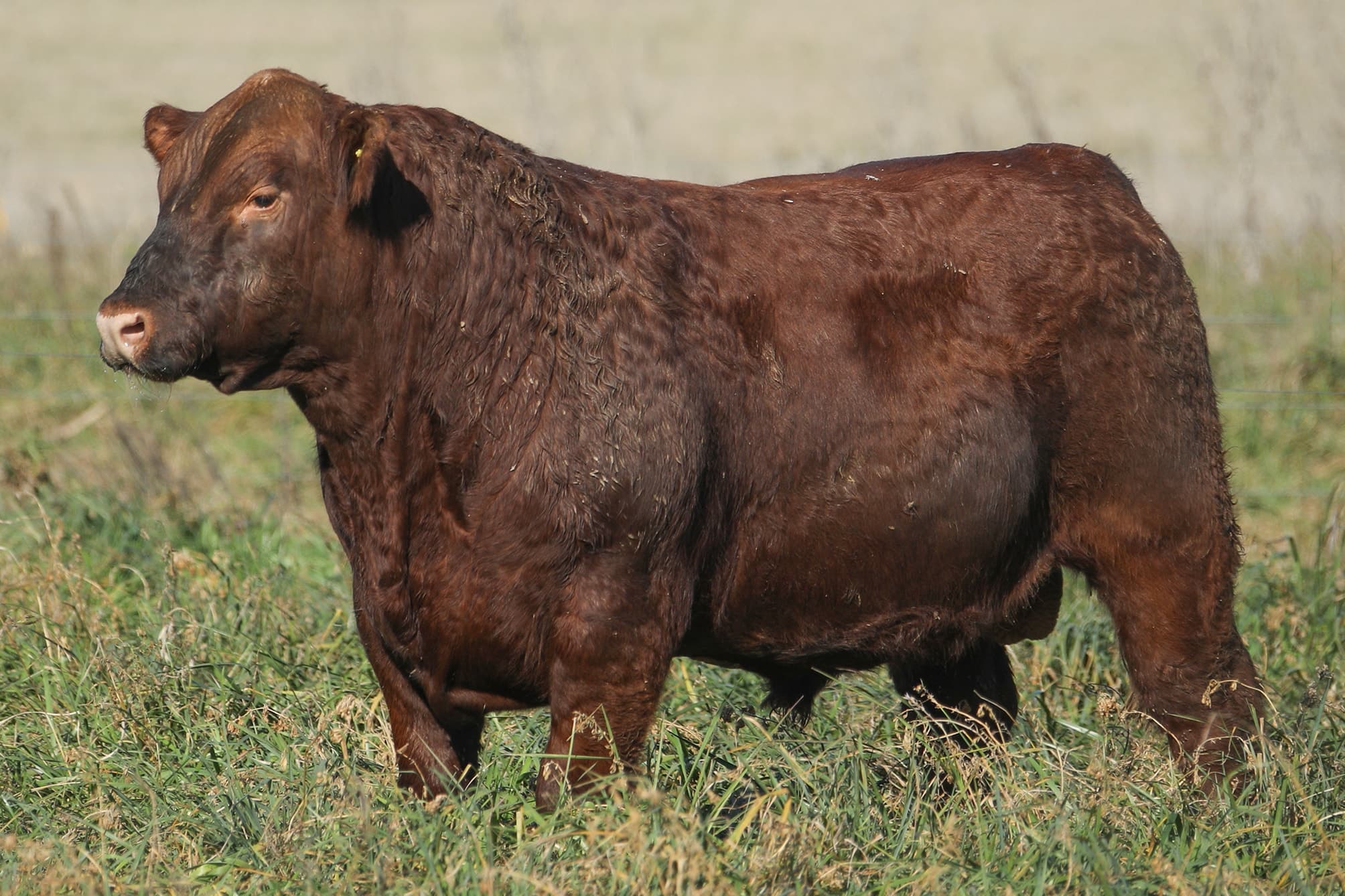 Toro RP 5338