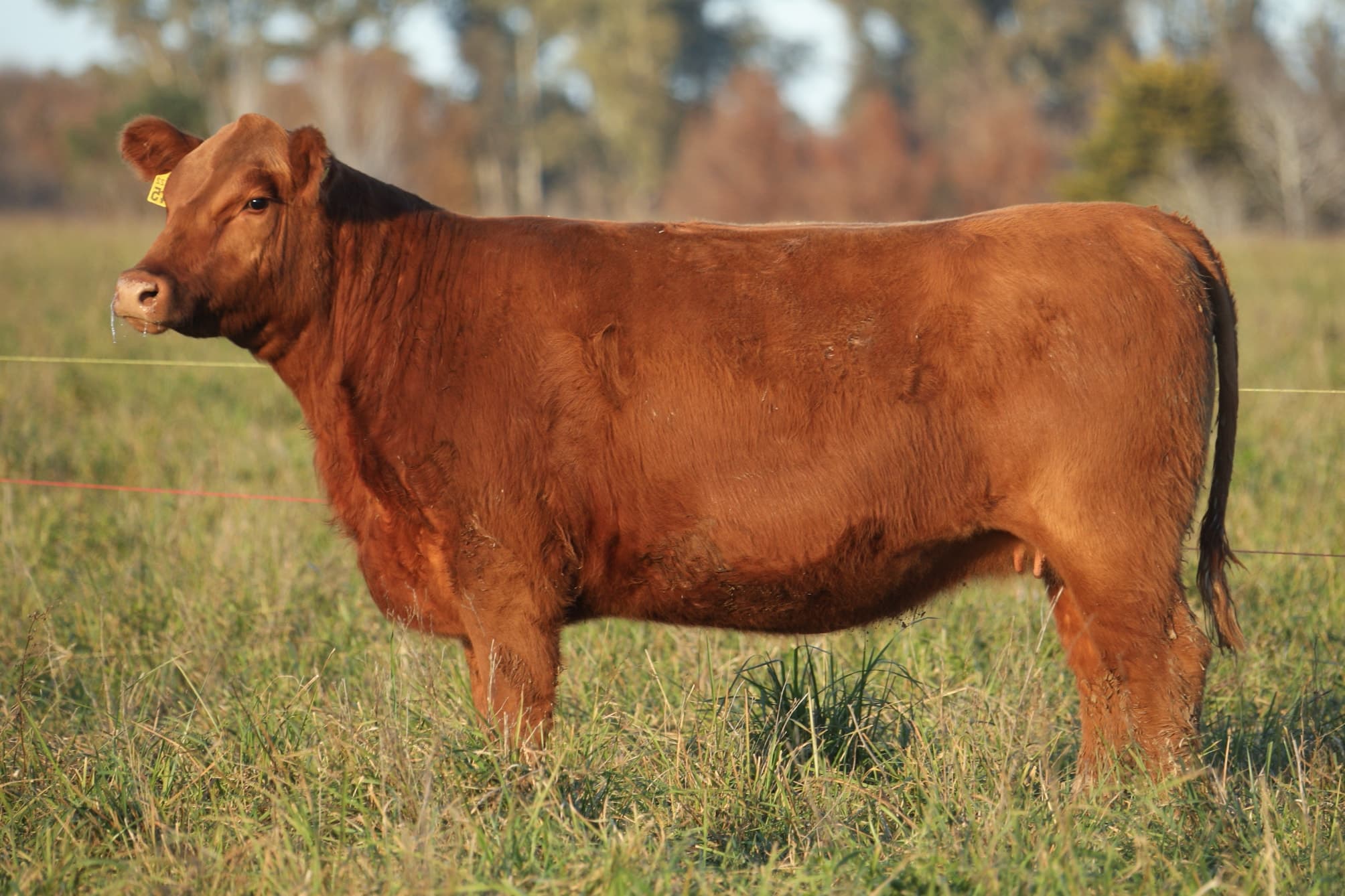 Vaquillona RP 5345