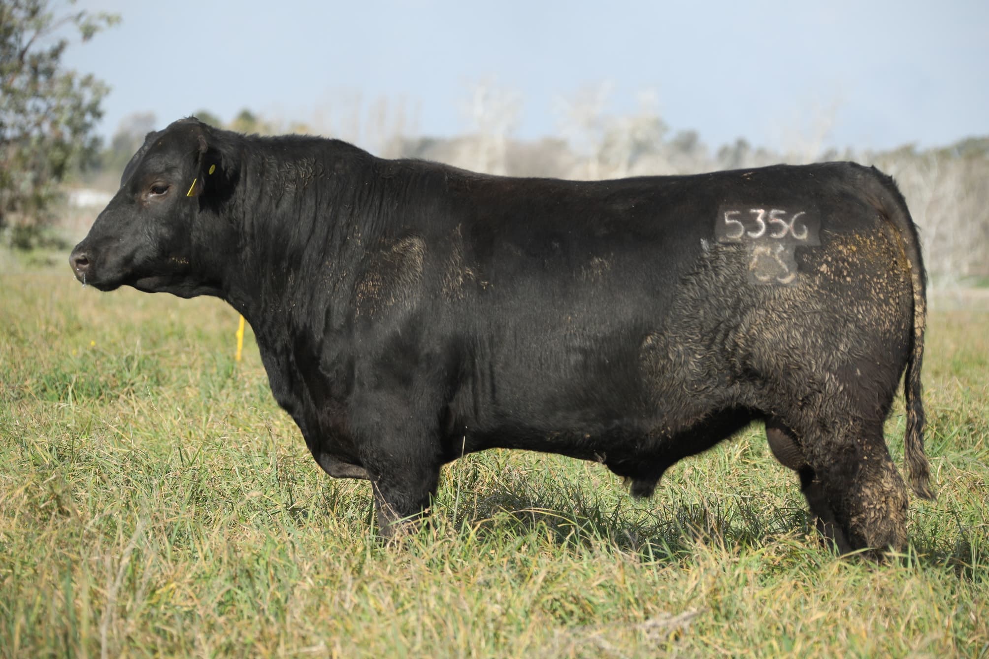Toro RP 5356