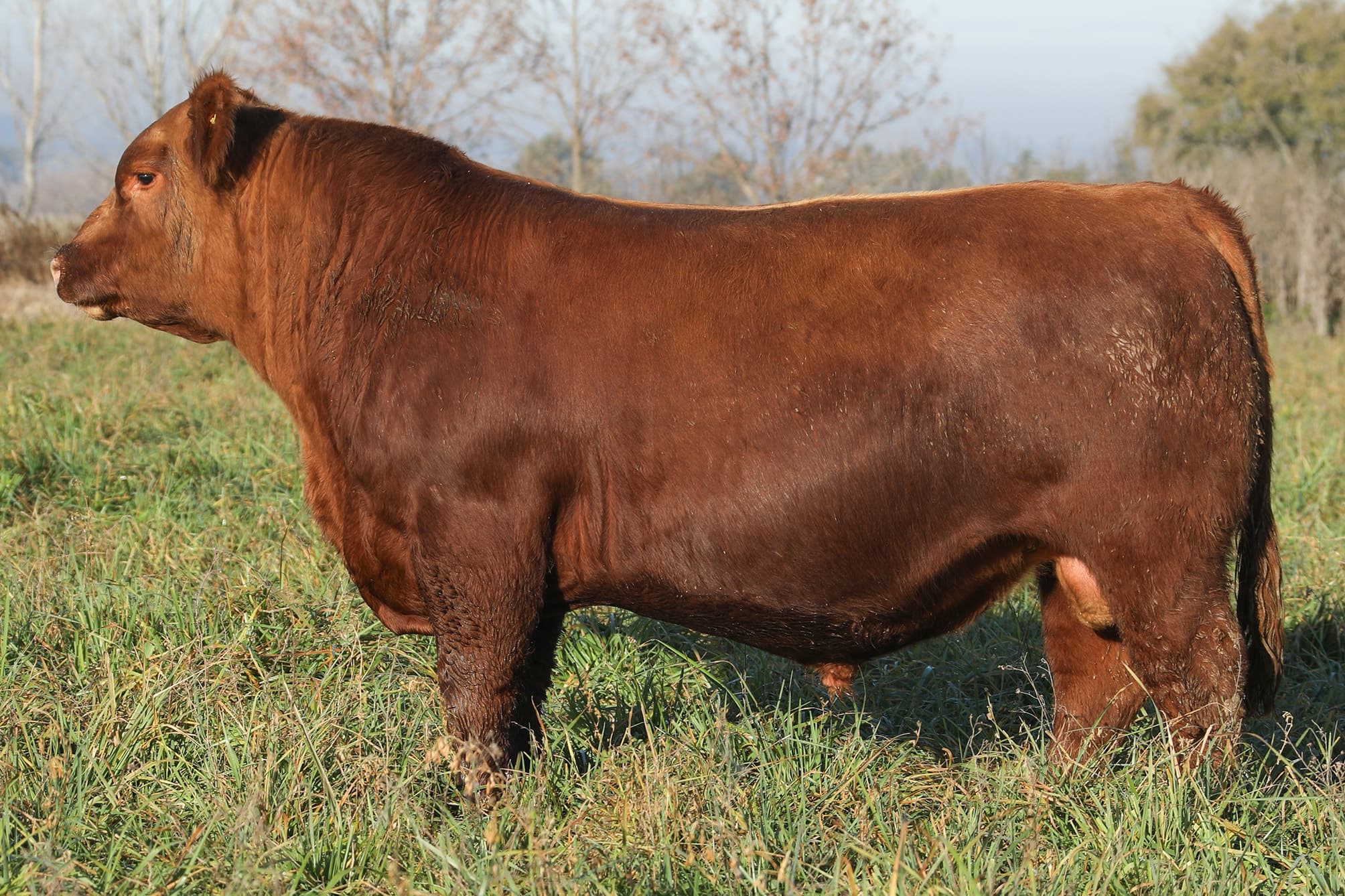 Toro RP 5362
