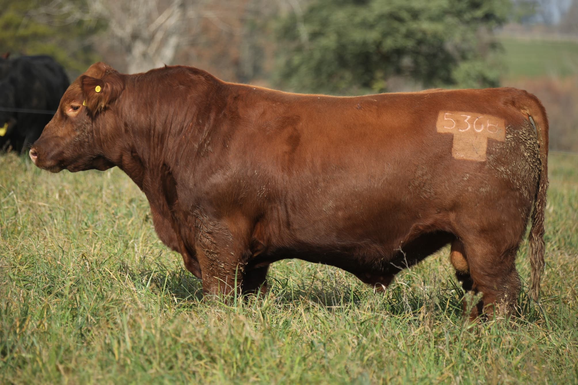 Toro RP 5368