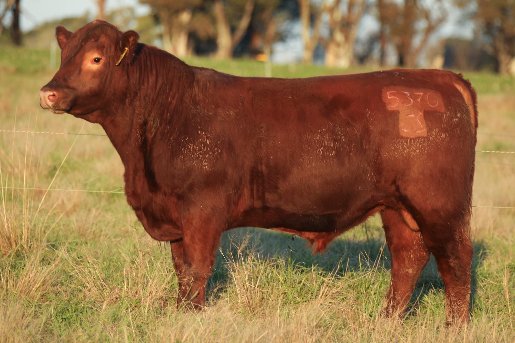 Toro RP 5370