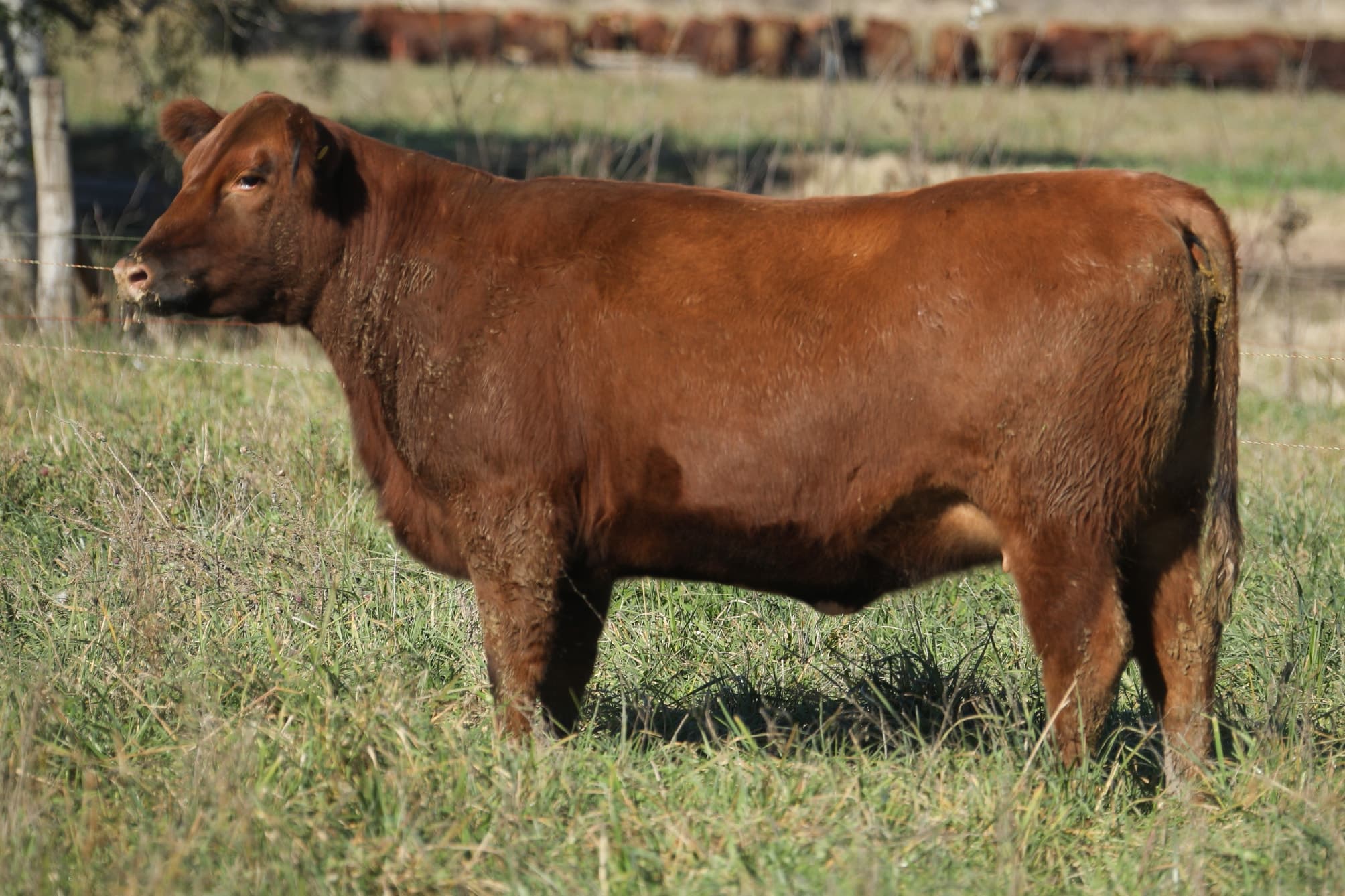 Vaquillona RP 5373
