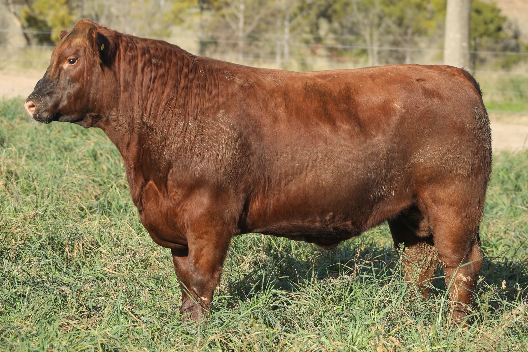 Toro RP 5376