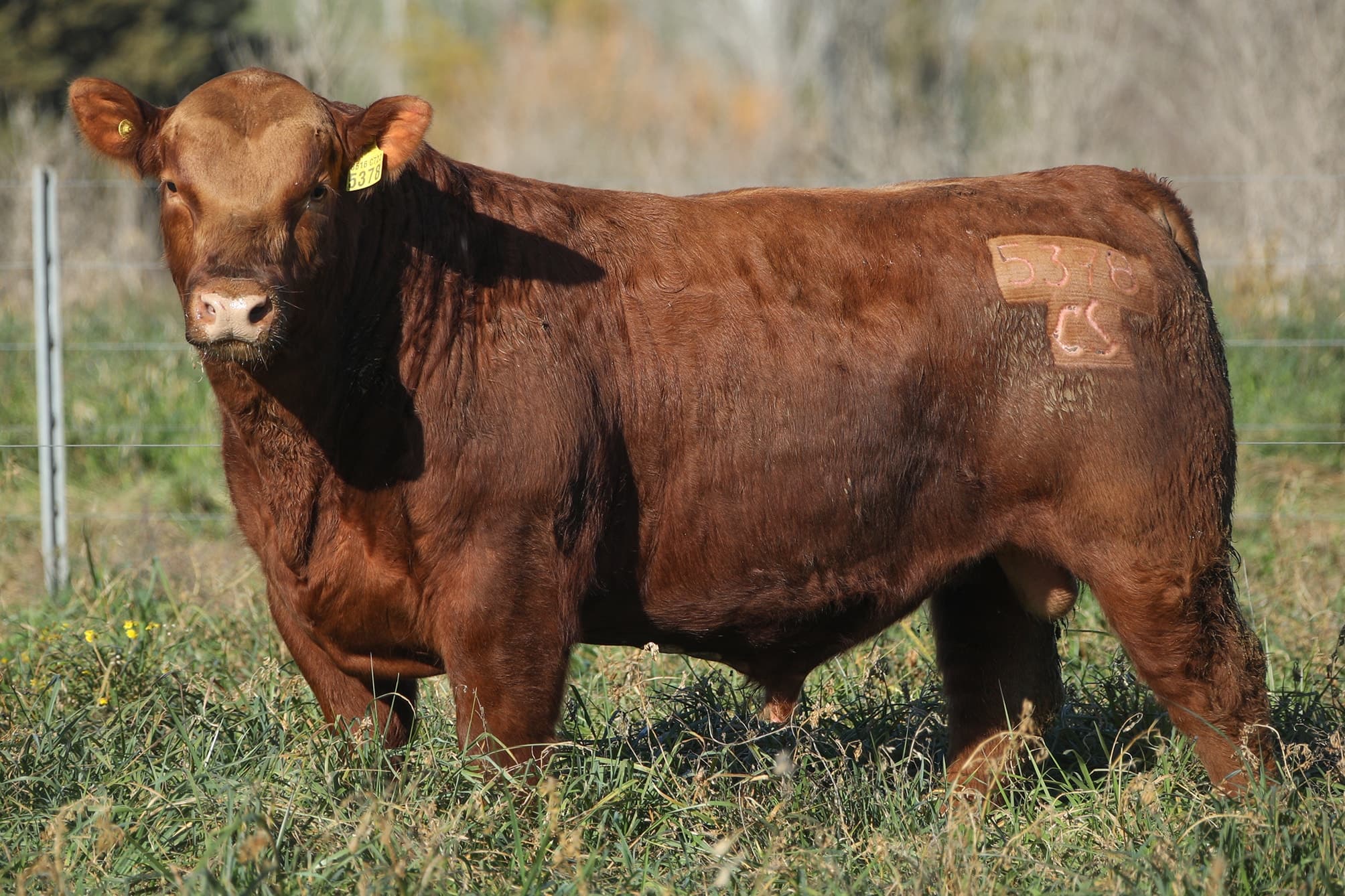 Toro RP 5378