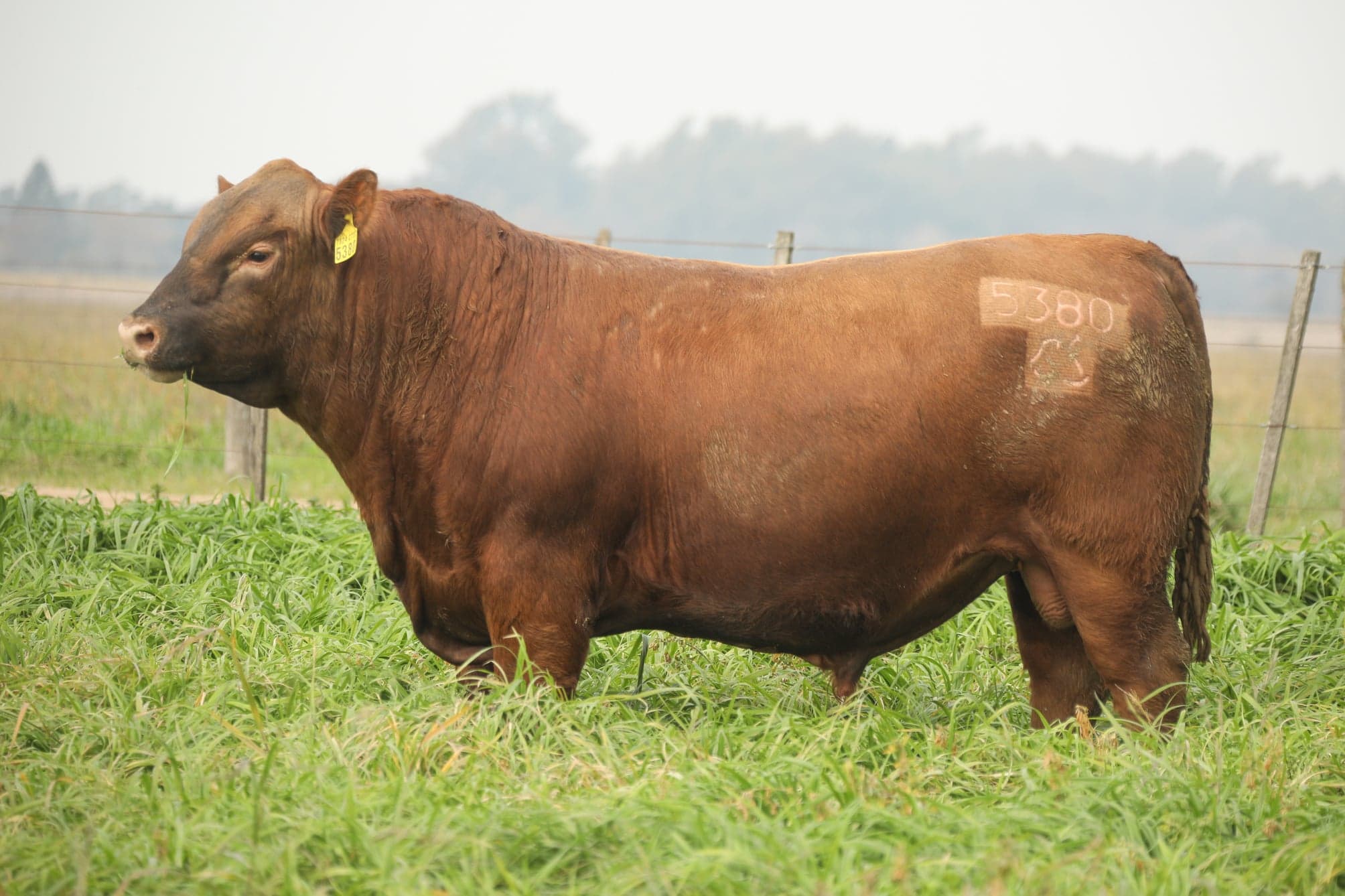 Toro RP 5380