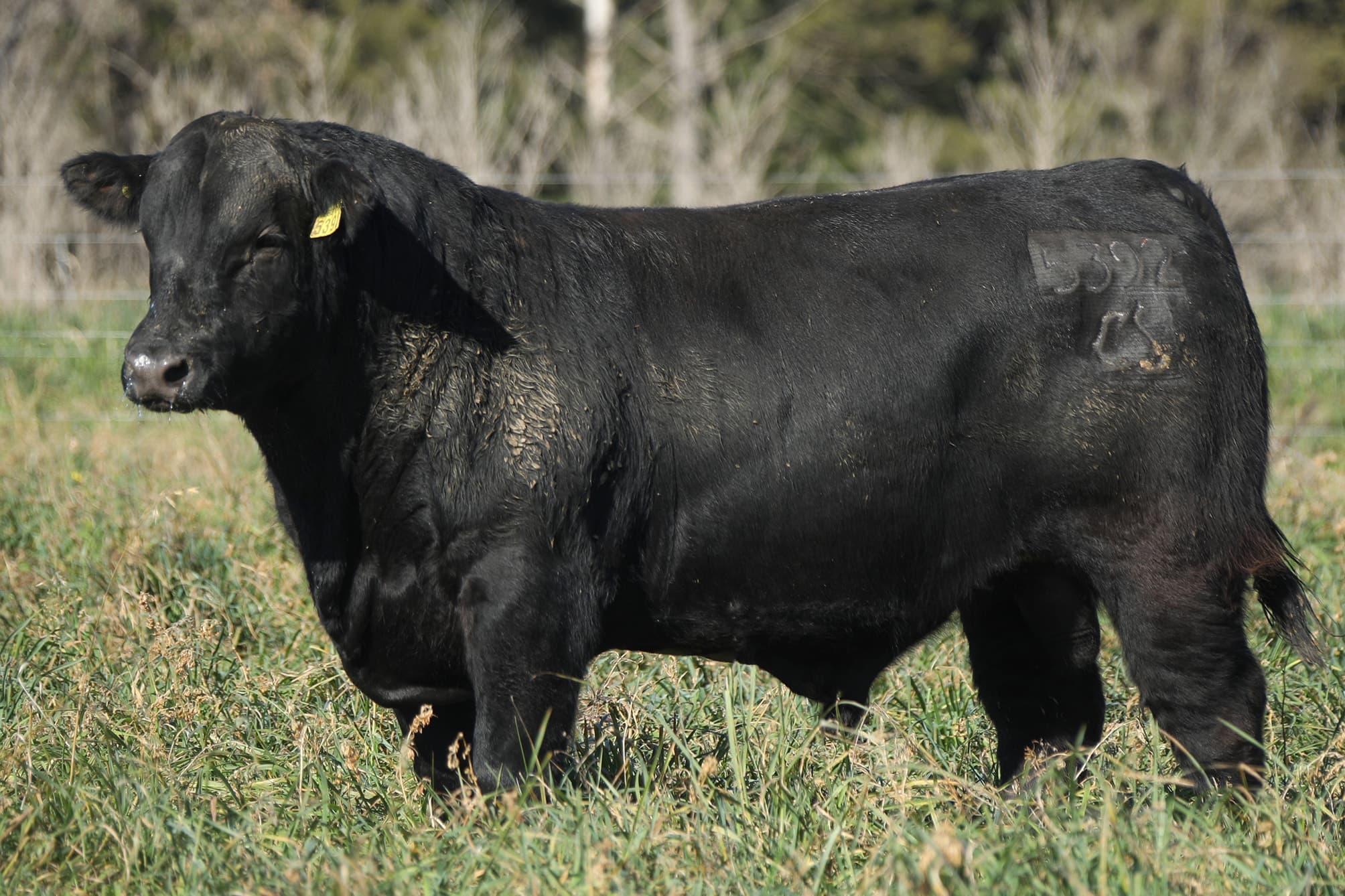 Toro RP 5392