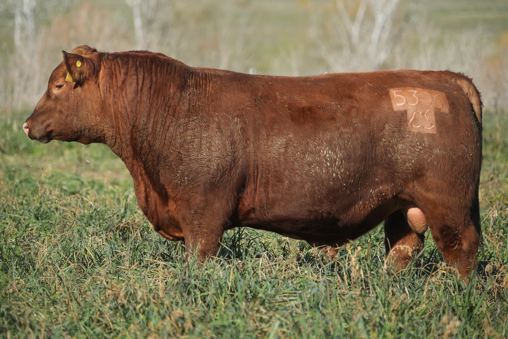 Toro RP 5396