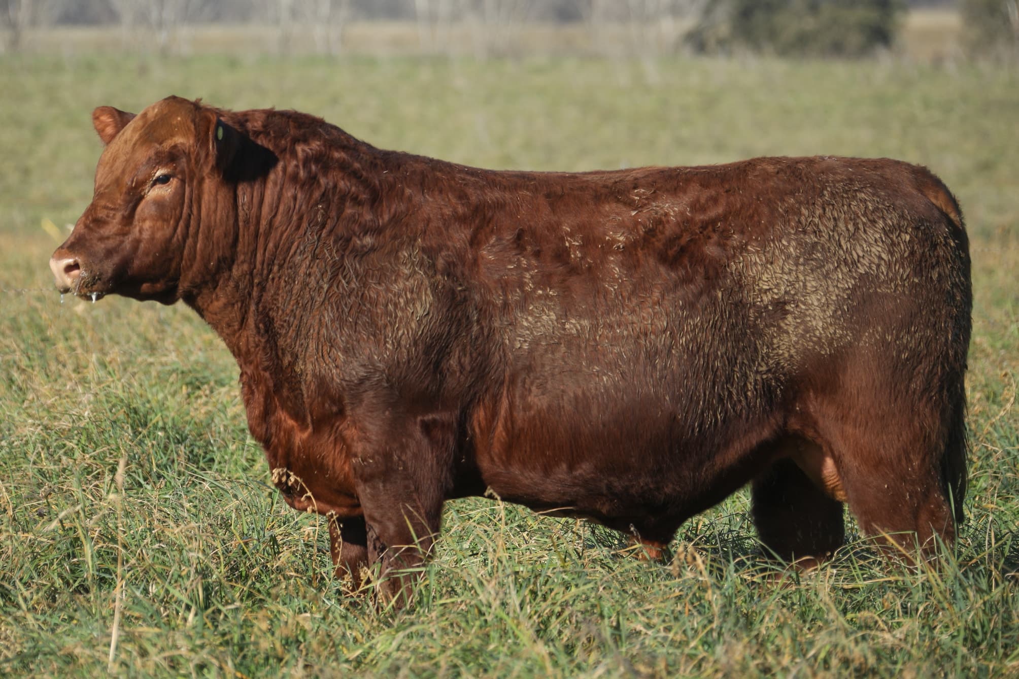 Toro RP 5398