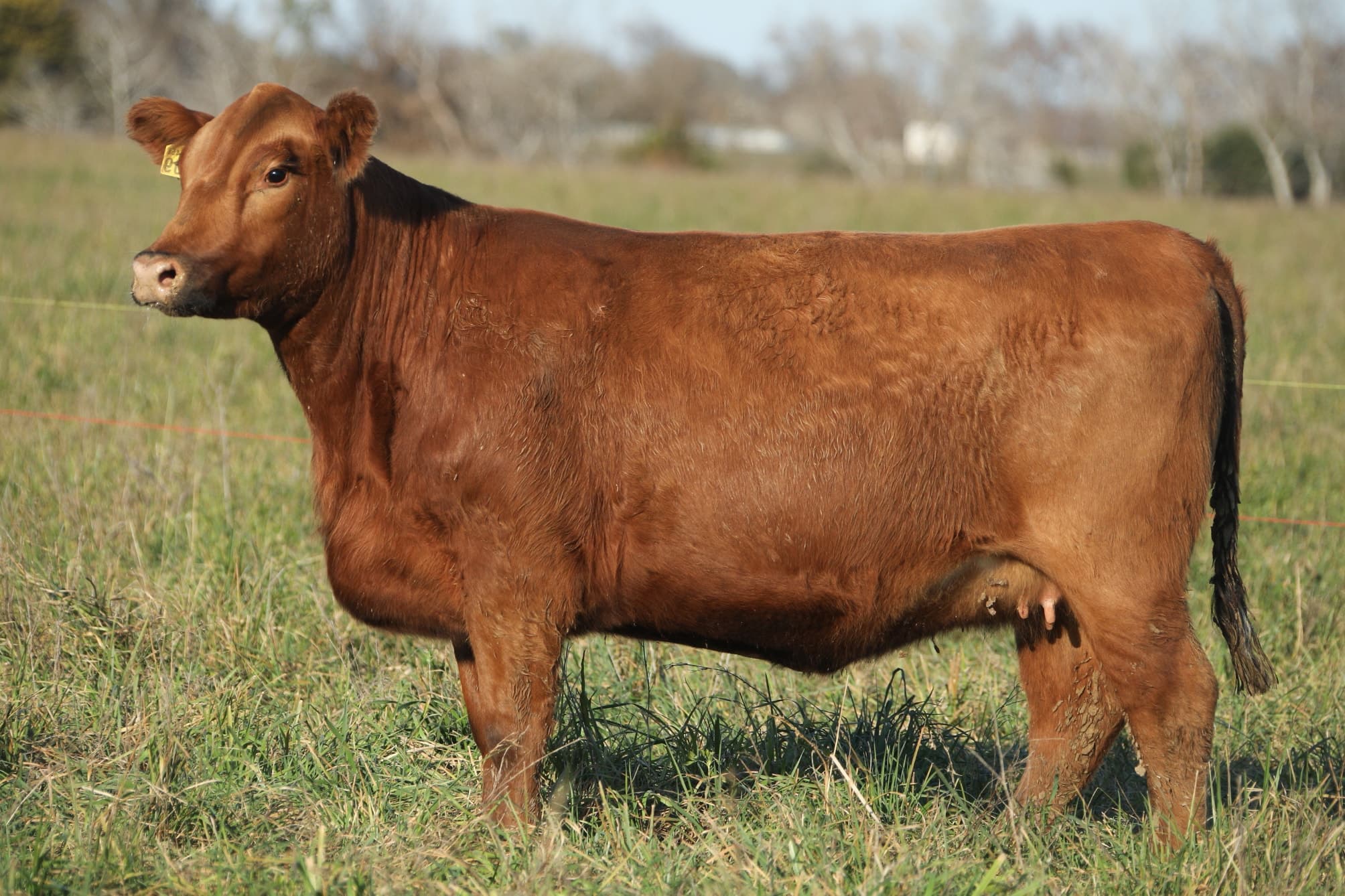 Vaquillona RP 5409